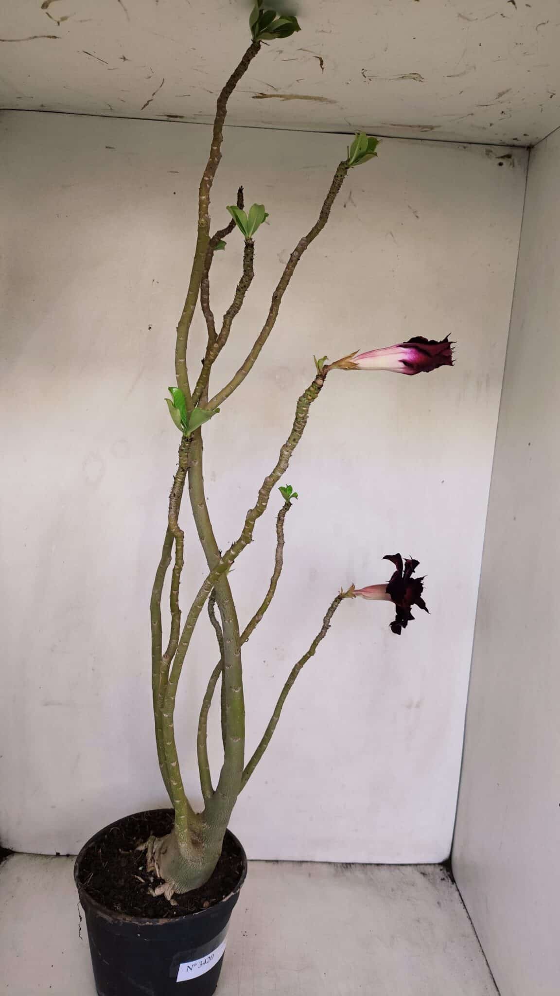 Planta Dobrada 3420 – 40cm – 03 anos - foto 4