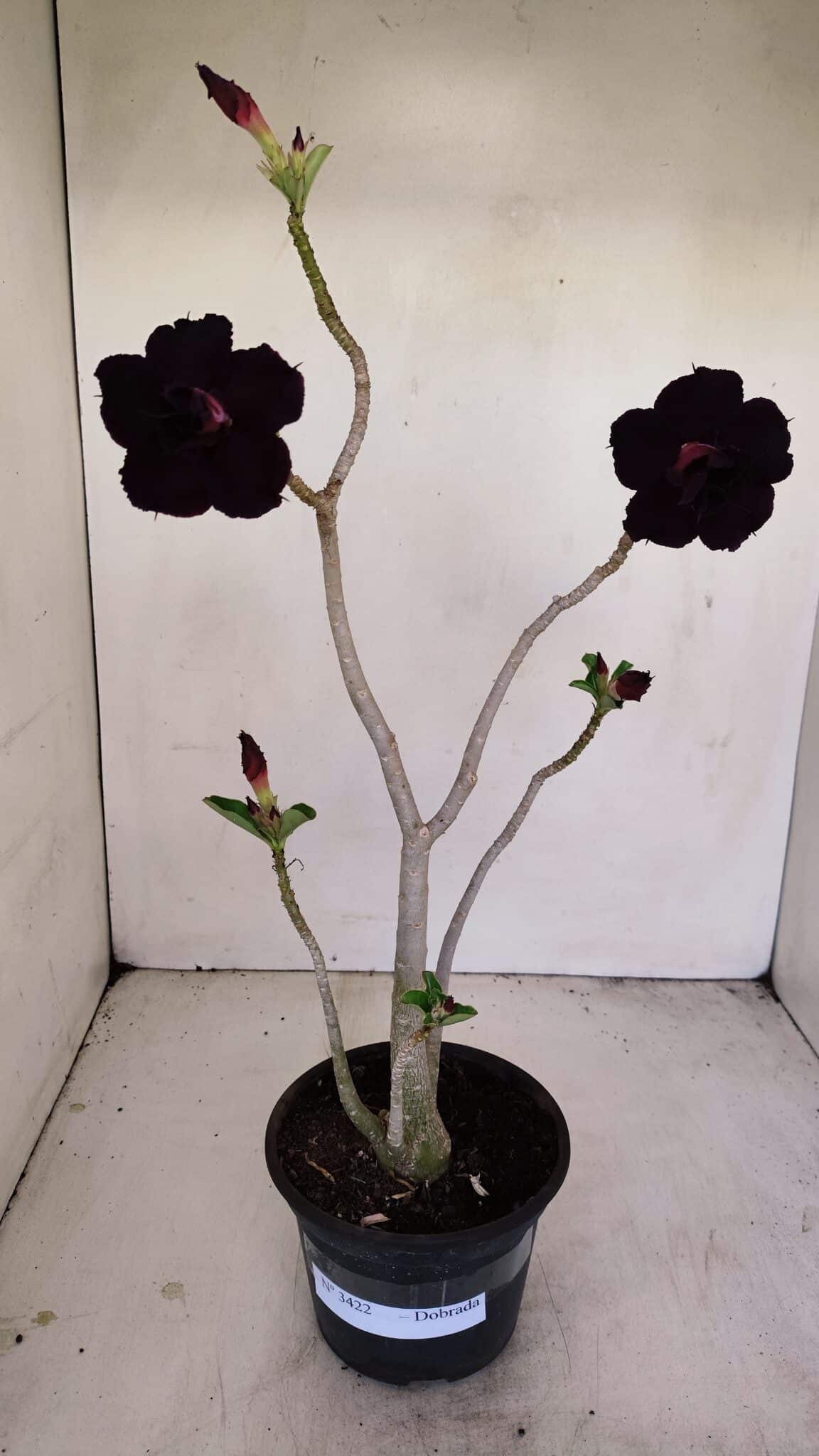 Planta Dobrada 3422 – 35cm – 03 anos - foto 2