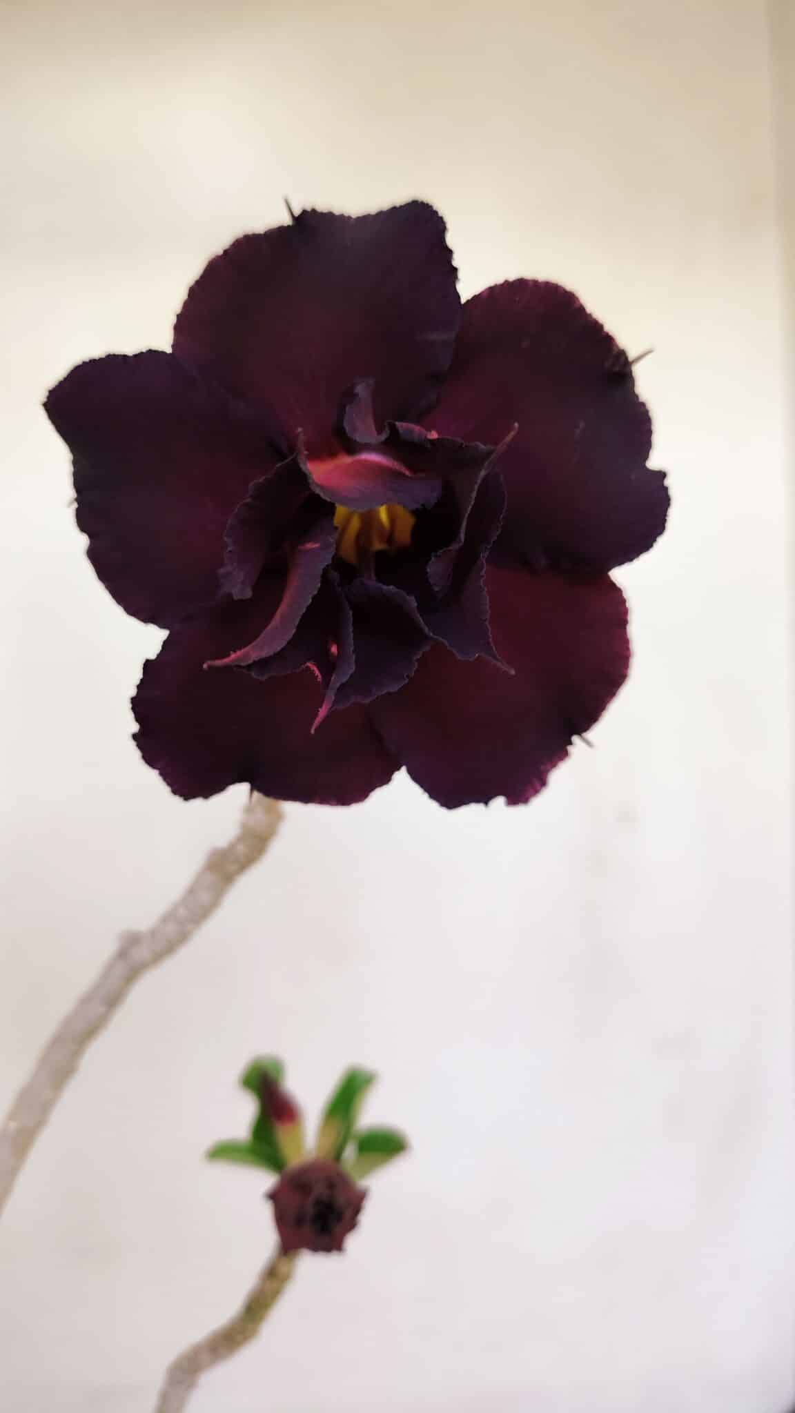 Planta Dobrada 3422 – 35cm – 03 anos - foto 7