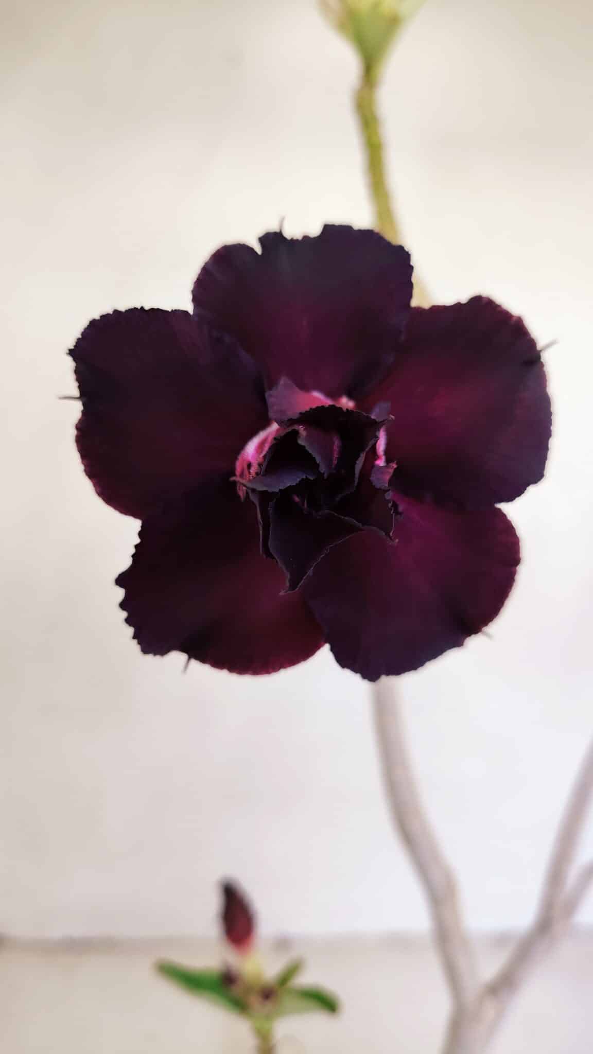 Planta Dobrada 3422 – 35cm – 03 anos - foto 6