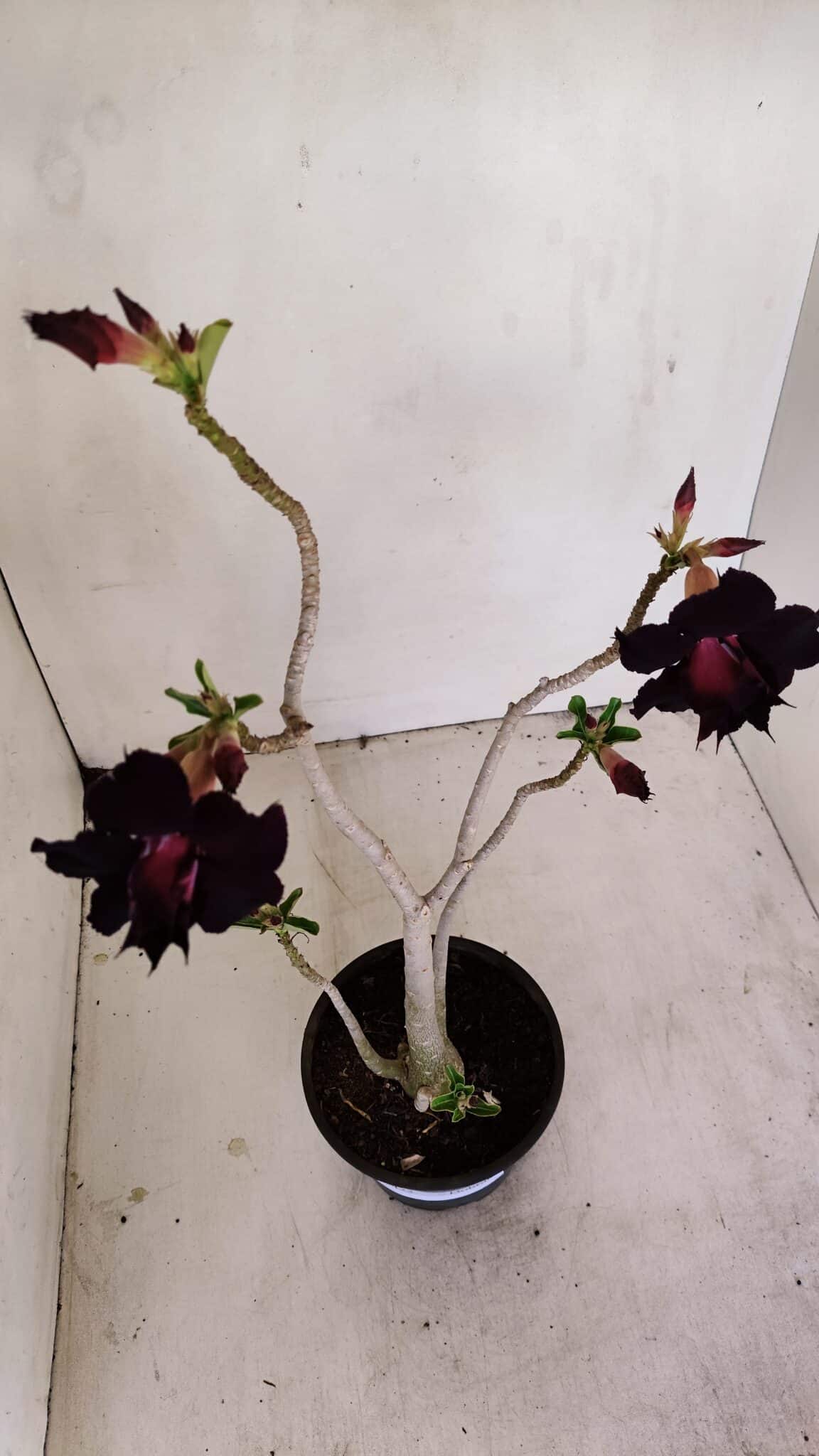 Planta Dobrada 3422 – 35cm – 03 anos - foto 5