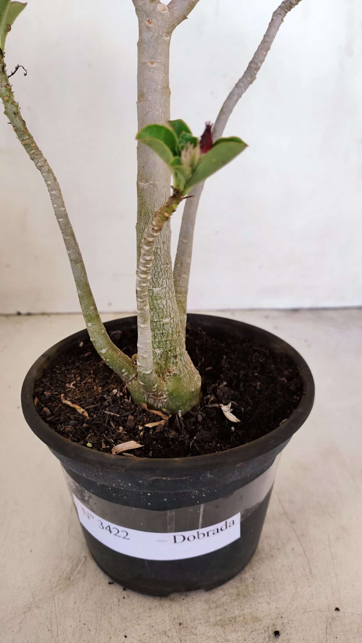 Planta Dobrada 3422 – 35cm – 03 anos - foto 4