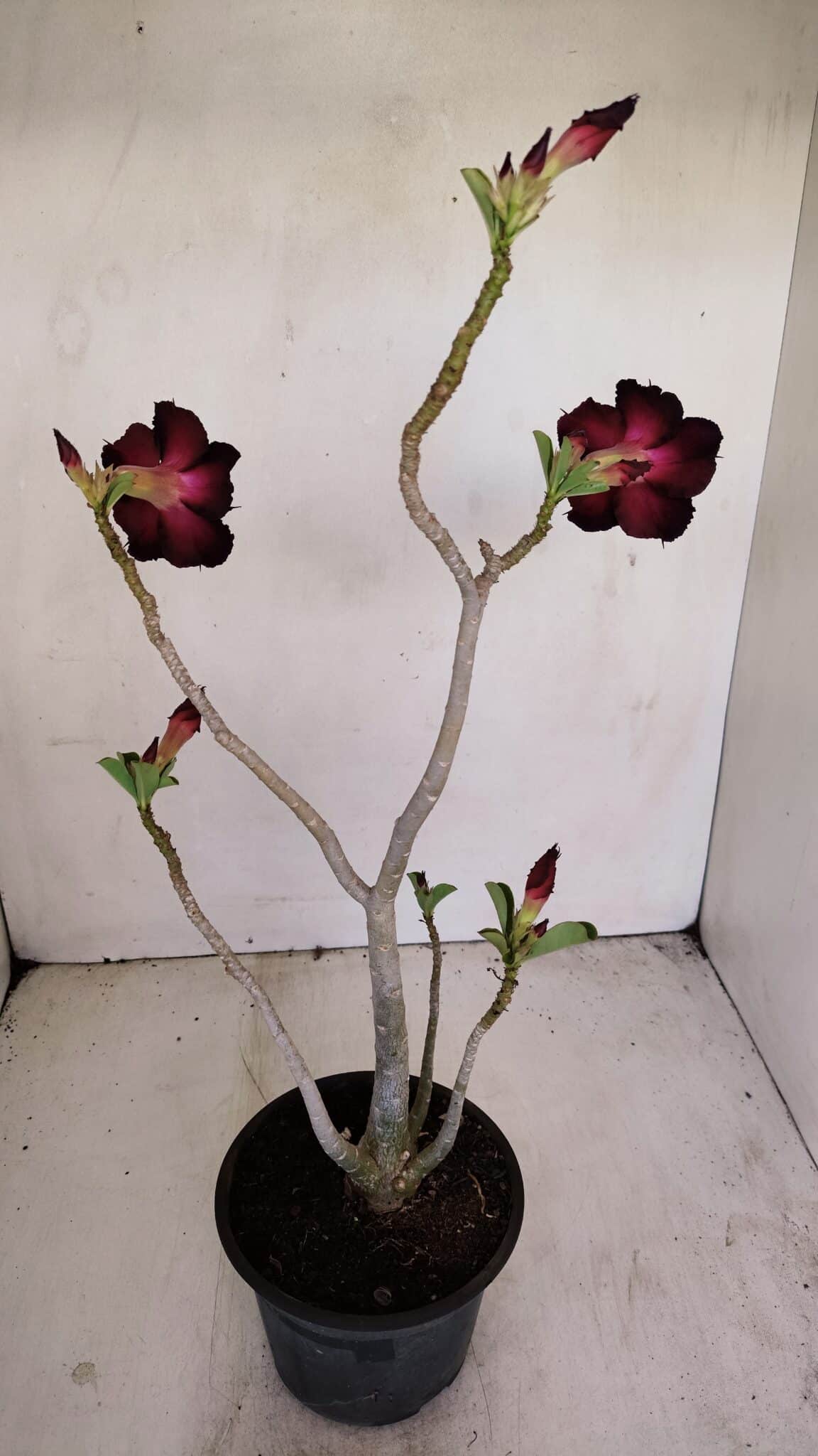 Planta Dobrada 3422 – 35cm – 03 anos - foto 3