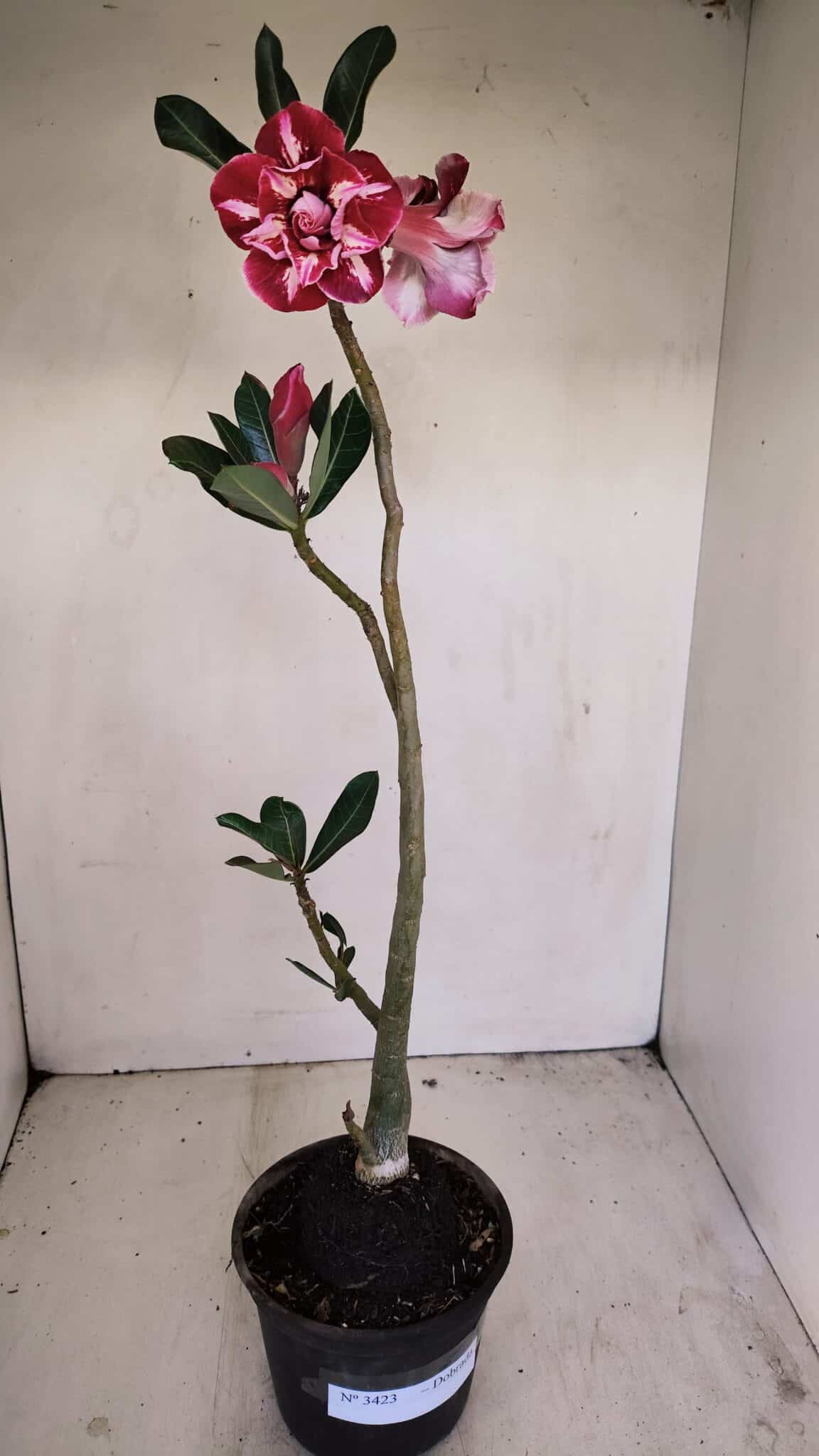 Planta Dobrada 3423 – 40cm – 03 anos - foto 2