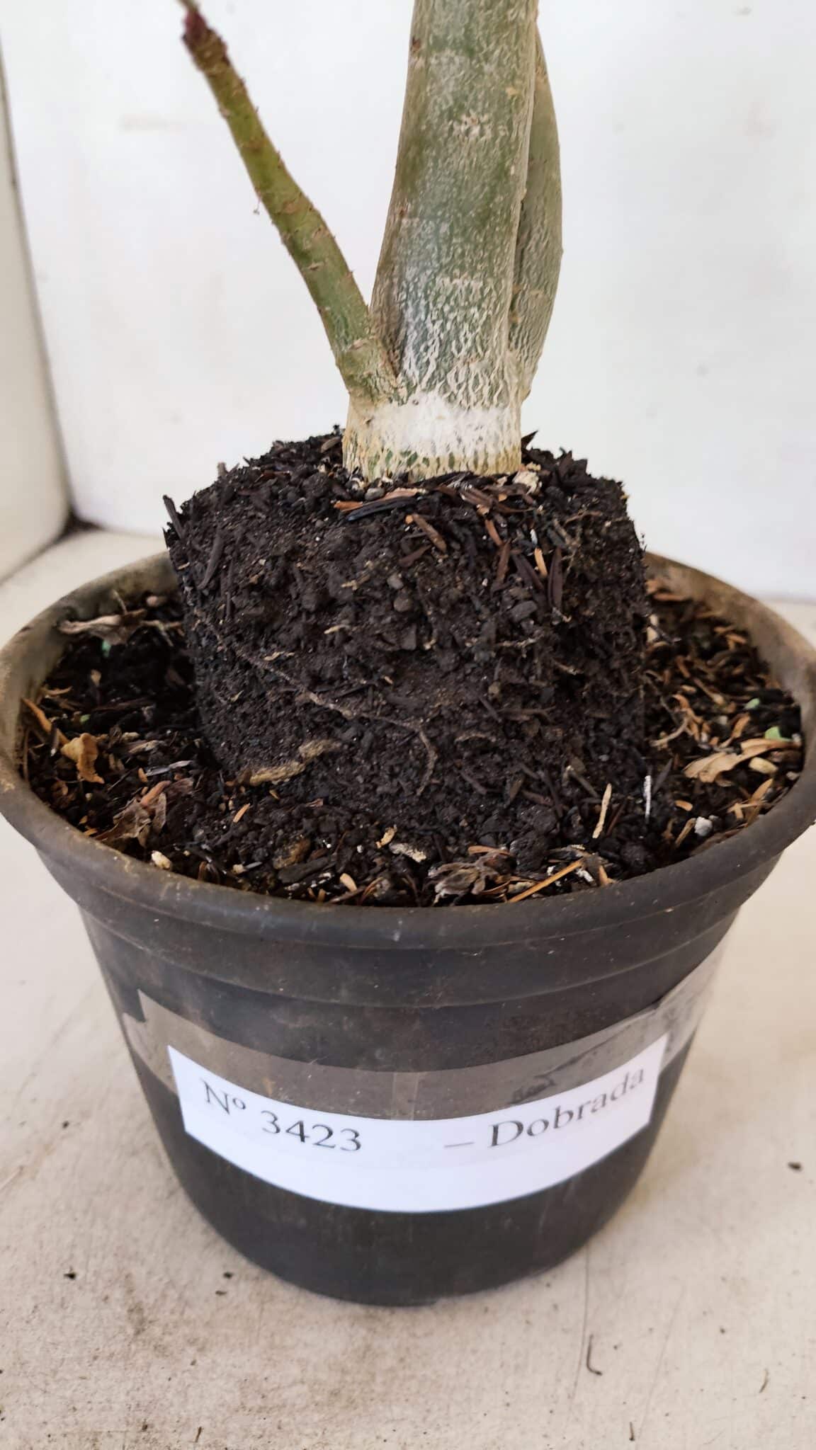 Planta Dobrada 3423 – 40cm – 03 anos - foto 6