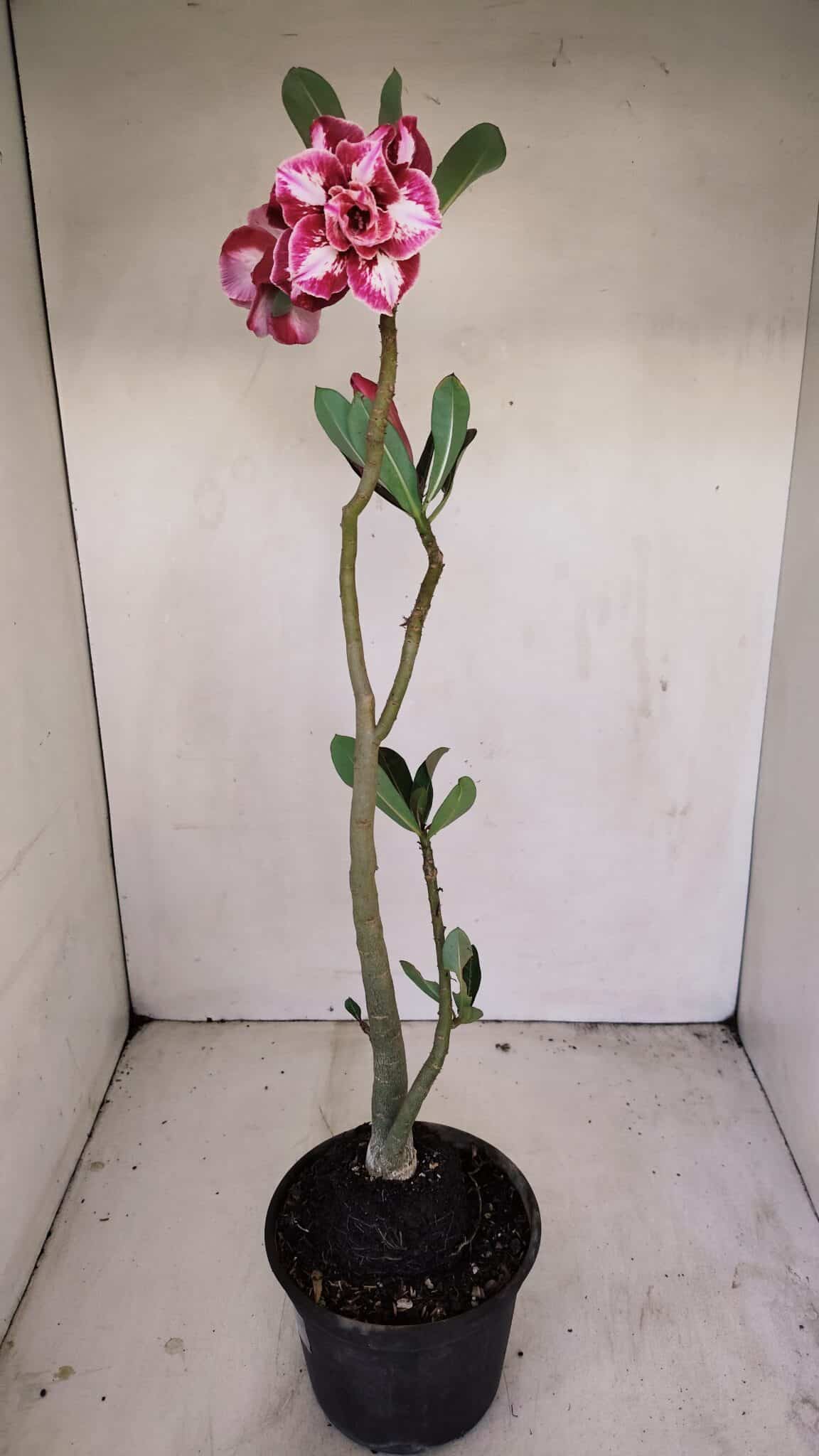 Planta Dobrada 3423 – 40cm – 03 anos - foto 5