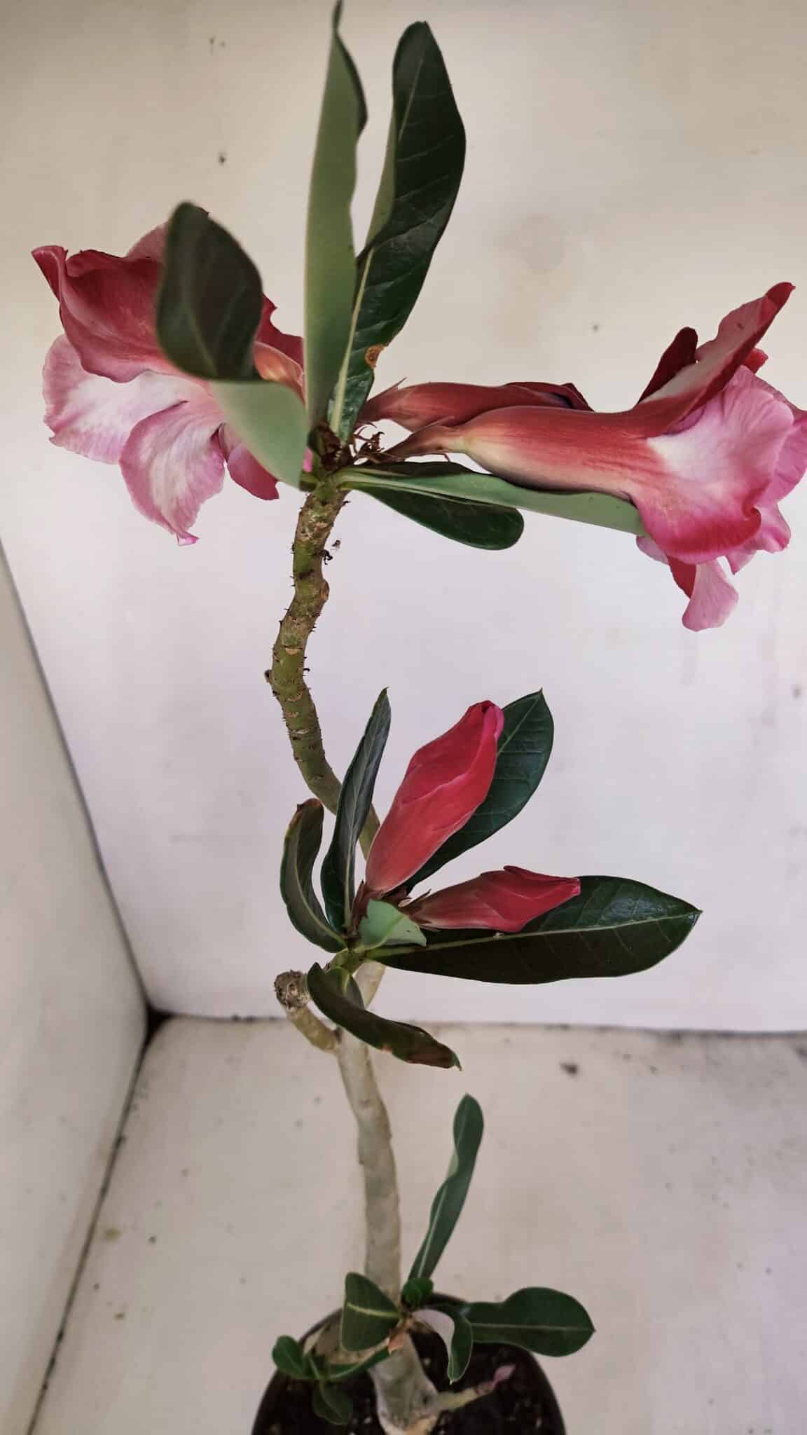 Planta Dobrada 3423 – 40cm – 03 anos - foto 4
