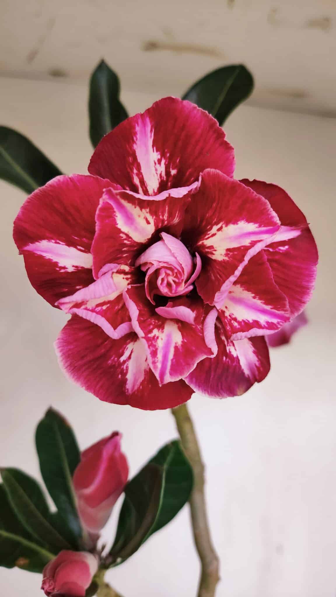 Planta Dobrada 3423 – 40cm – 03 anos - foto 3