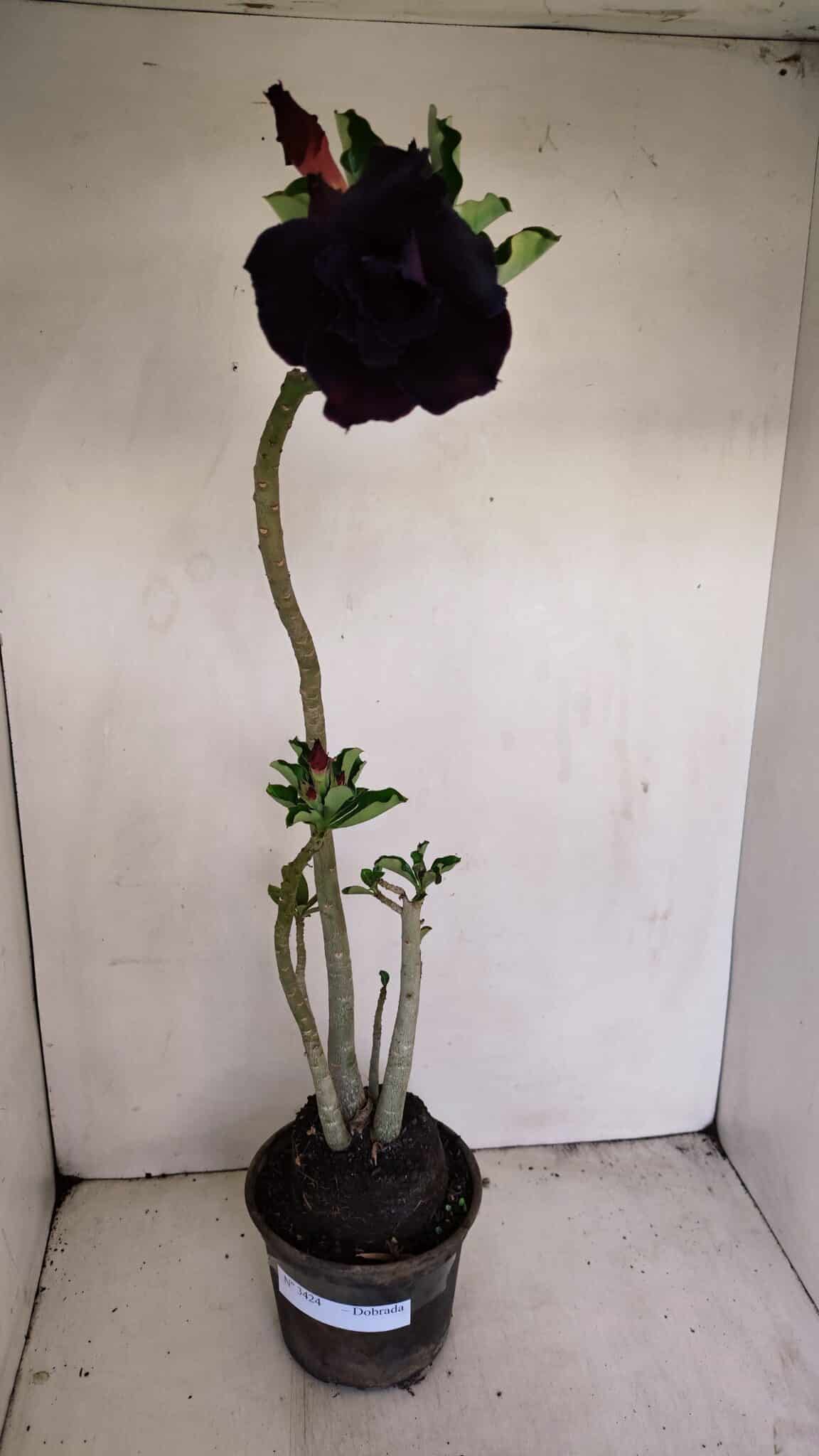 Planta Dobrada 3424 – 35cm – 03 anos - foto 2
