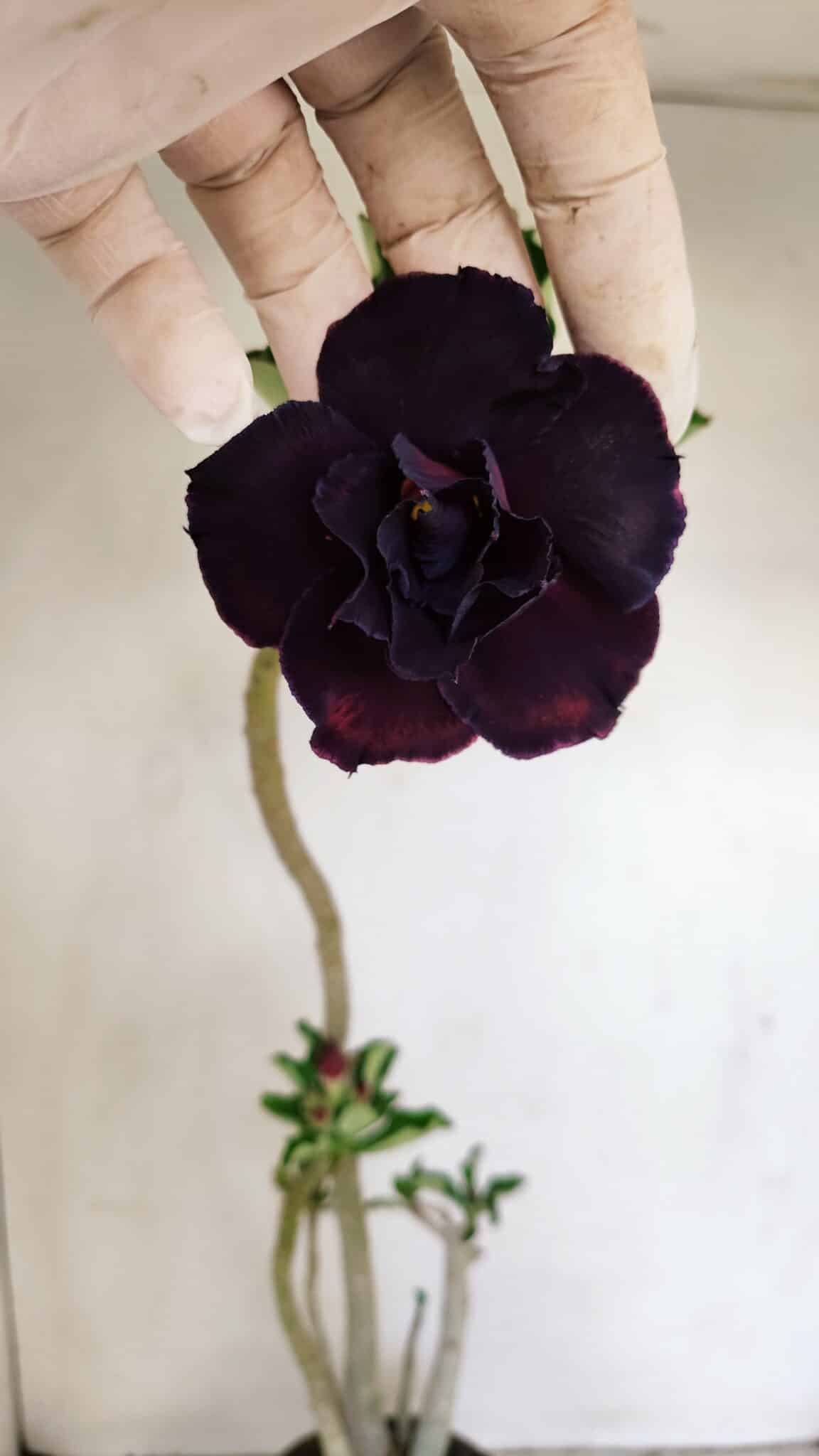 Planta Dobrada 3424 – 35cm – 03 anos - foto 3