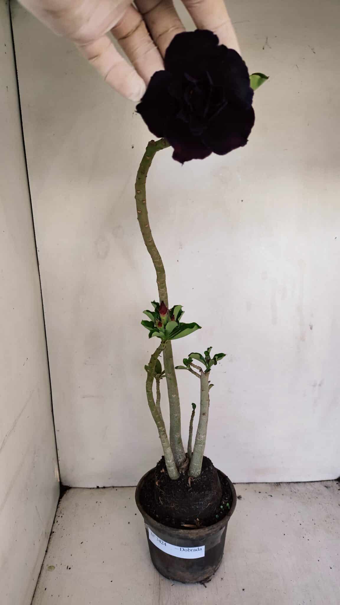 Planta Dobrada 3424 – 35cm – 03 anos - foto 4