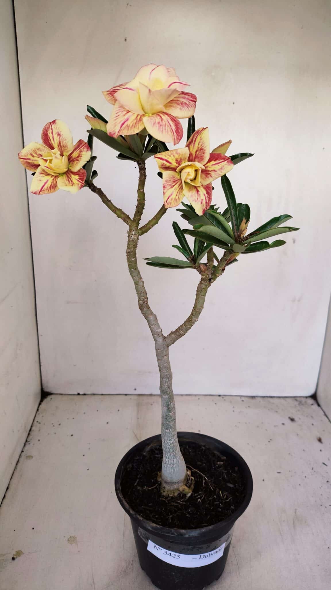 Planta Dobrada 3425 – 35cm – 03 anos - foto 2