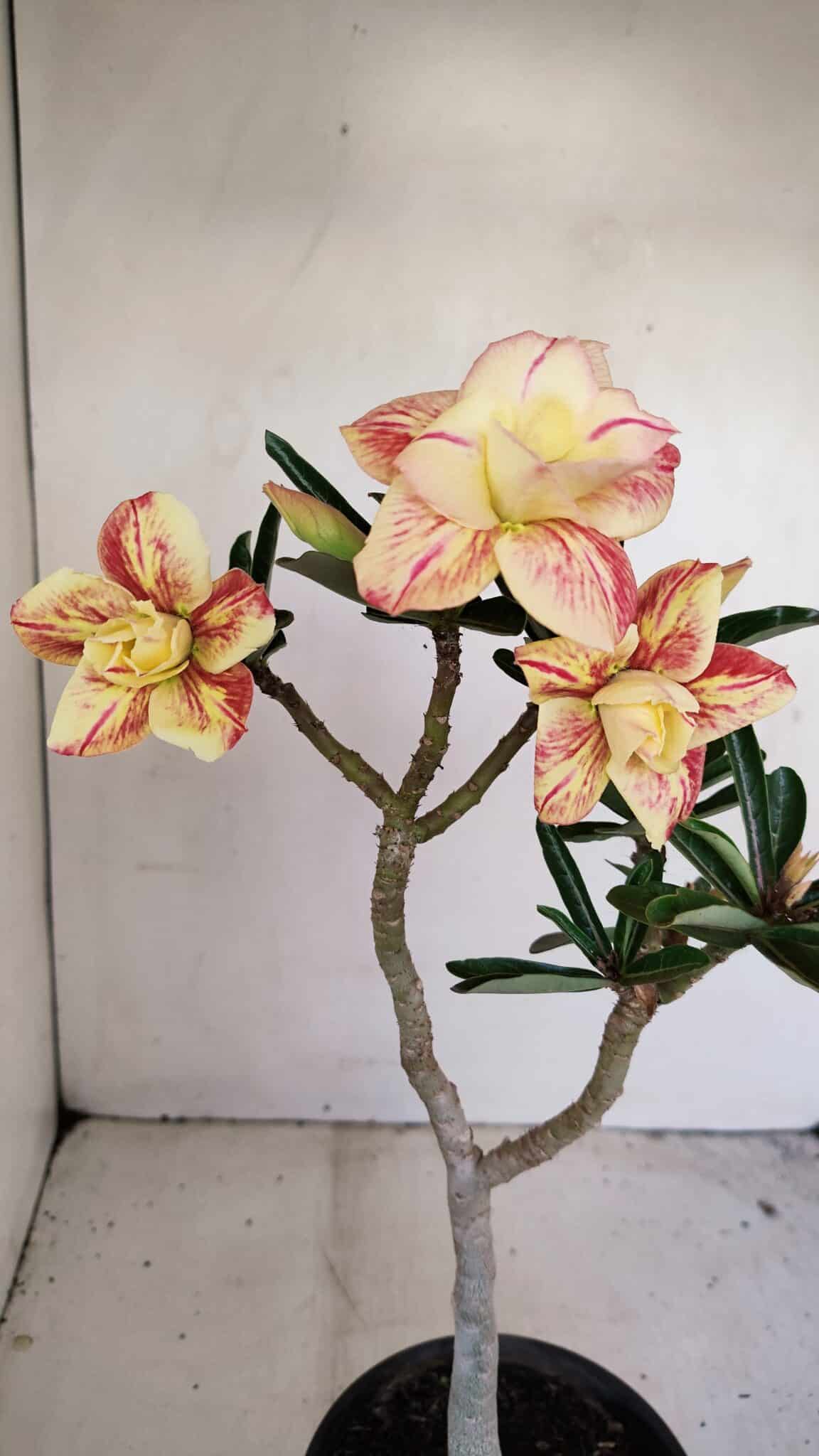 Planta Dobrada 3425 – 35cm – 03 anos - foto 3