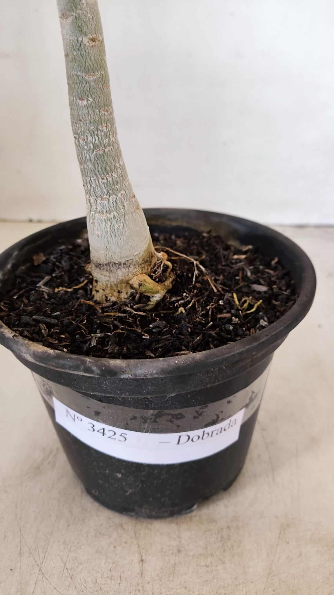 Planta Dobrada 3425 – 35cm – 03 anos - foto 8
