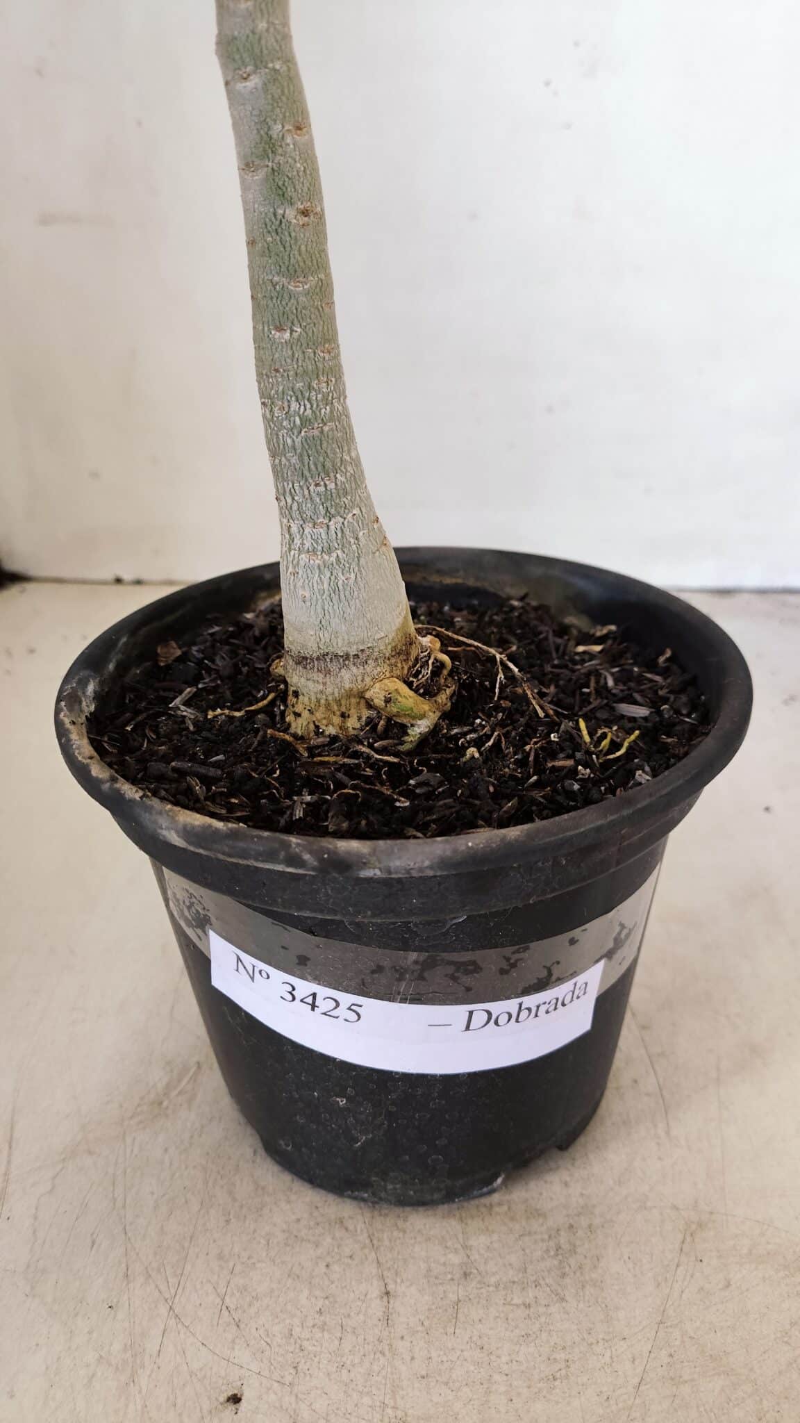 Planta Dobrada 3425 – 35cm – 03 anos - foto 7
