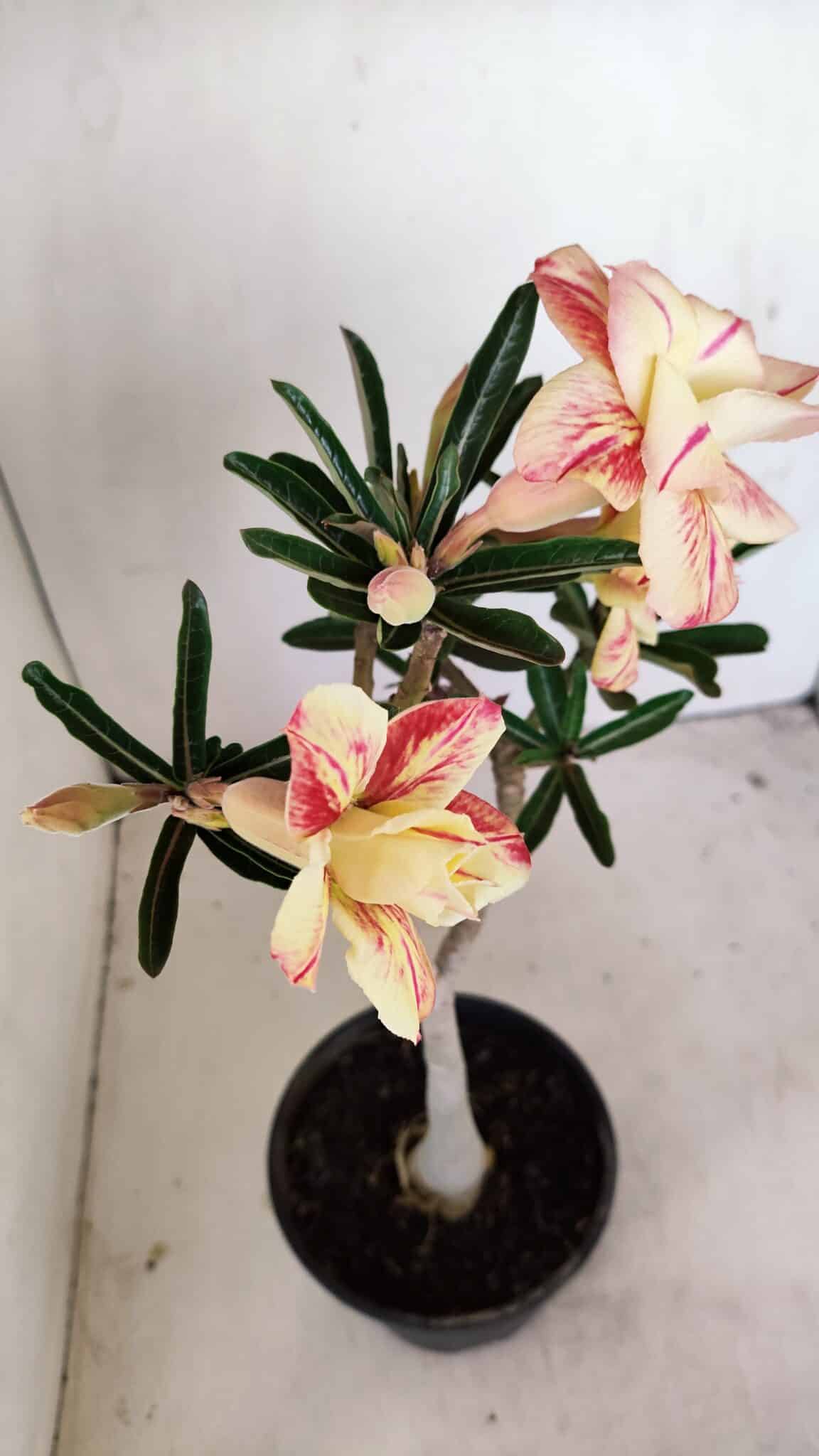 Planta Dobrada 3425 – 35cm – 03 anos - foto 4
