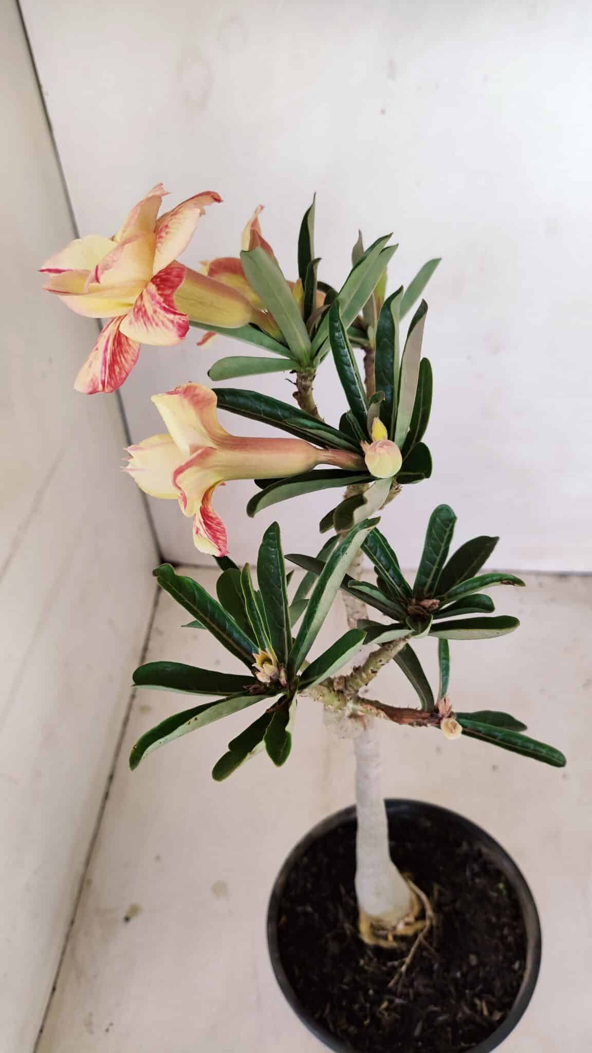 Planta Dobrada 3425 – 35cm – 03 anos - foto 6