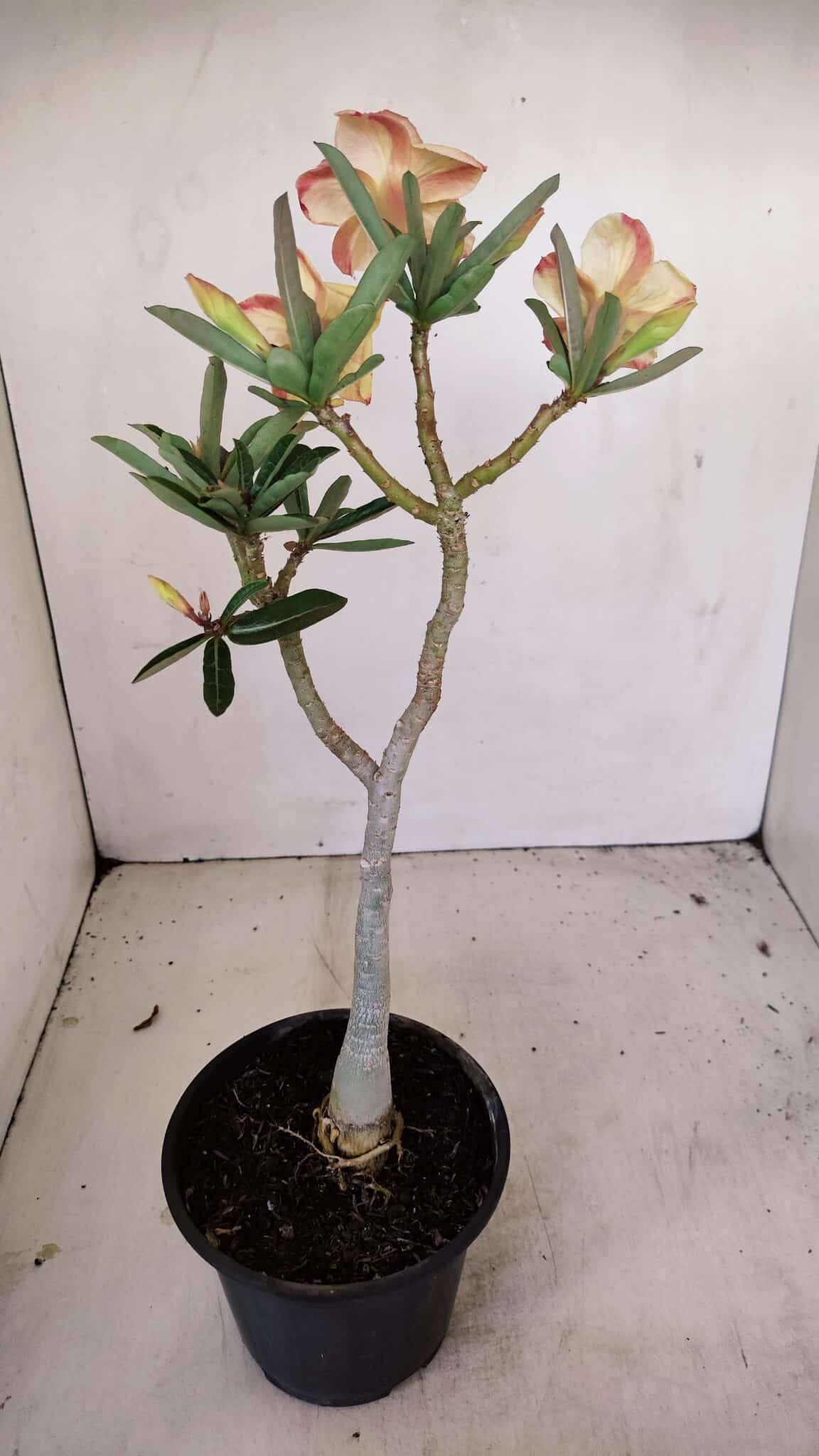 Planta Dobrada 3425 – 35cm – 03 anos - foto 5