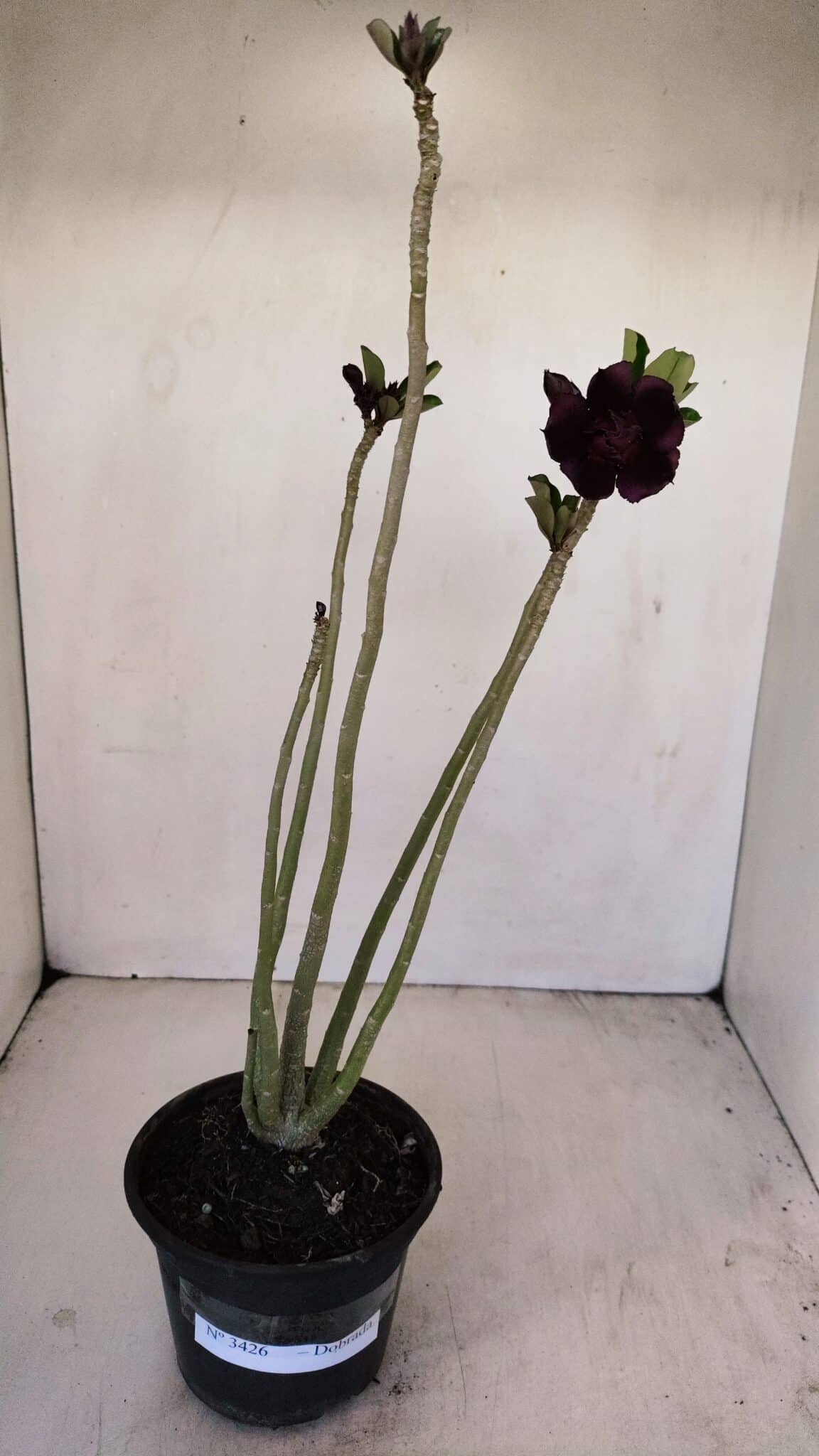 Planta Dobrada 3426 – 35cm – 03 anos - foto 2
