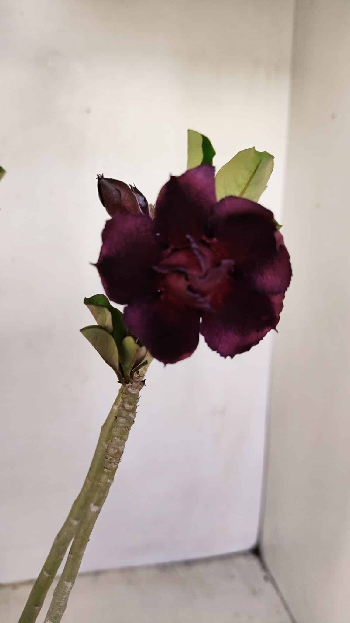 Planta Dobrada 3426 – 35cm – 03 anos - foto 3