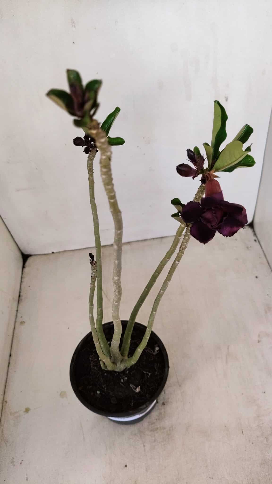 Planta Dobrada 3426 – 35cm – 03 anos - foto 4