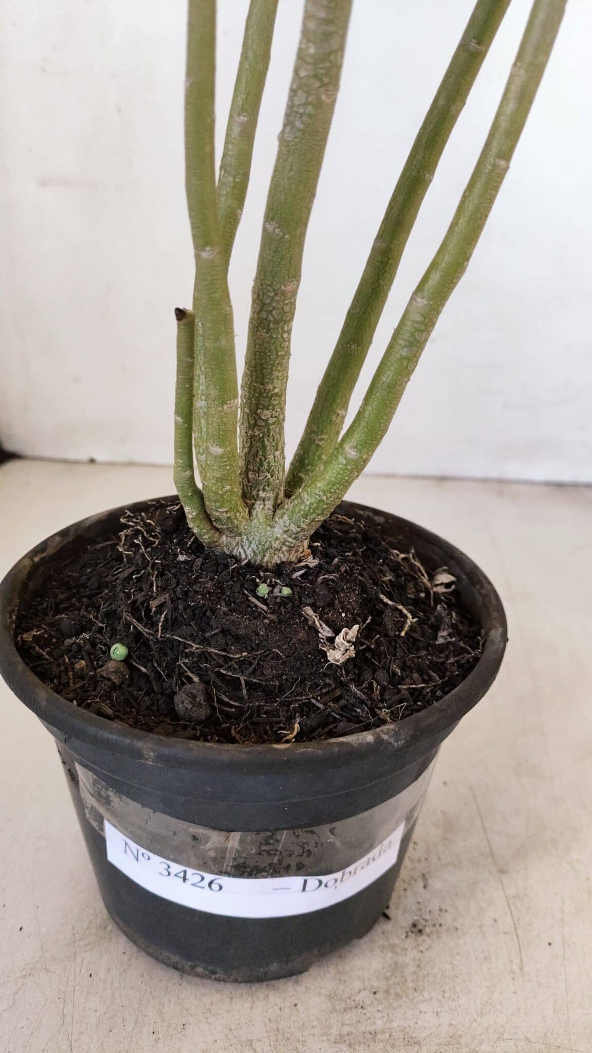 Planta Dobrada 3426 – 35cm – 03 anos - foto 7