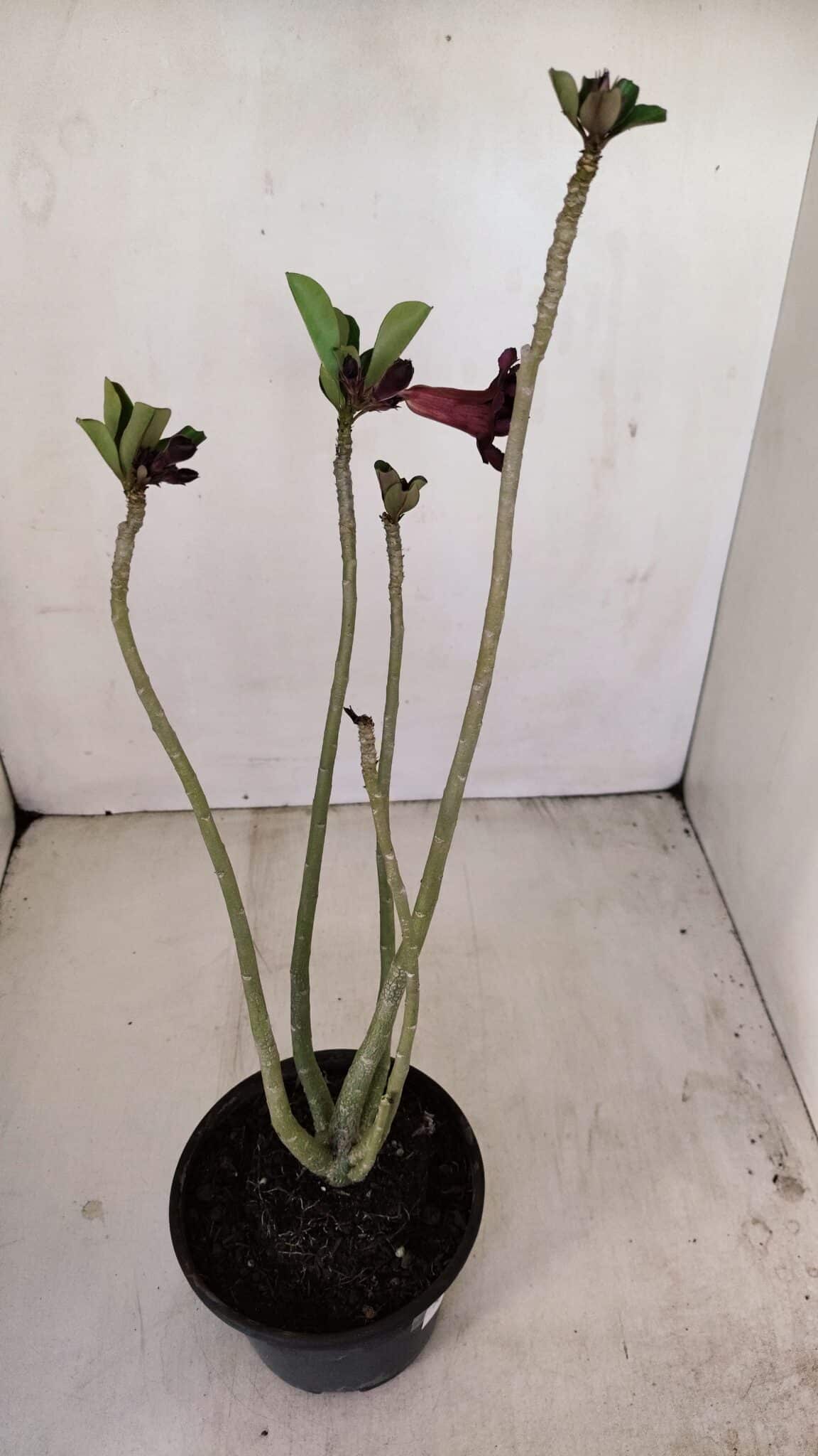 Planta Dobrada 3426 – 35cm – 03 anos - foto 6