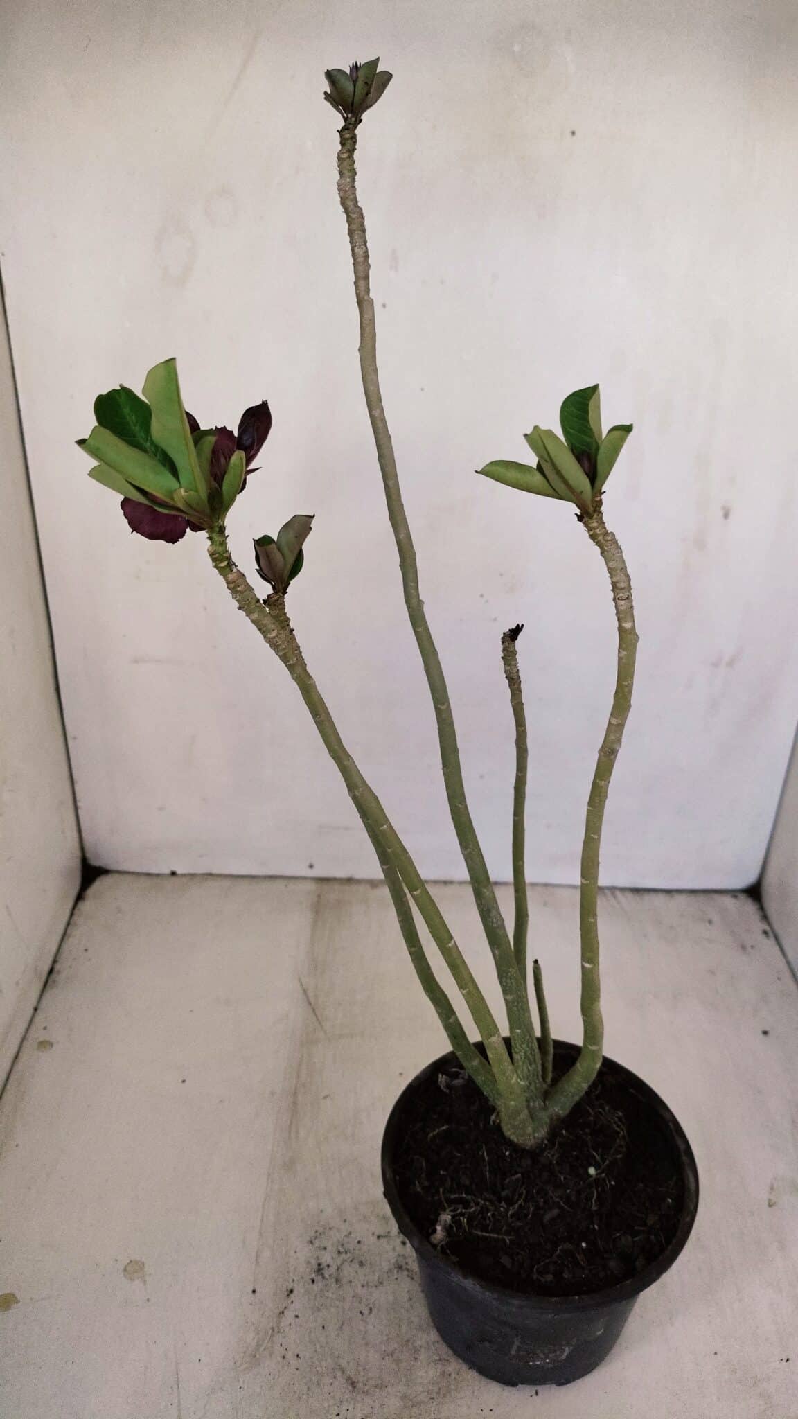 Planta Dobrada 3426 – 35cm – 03 anos - foto 5