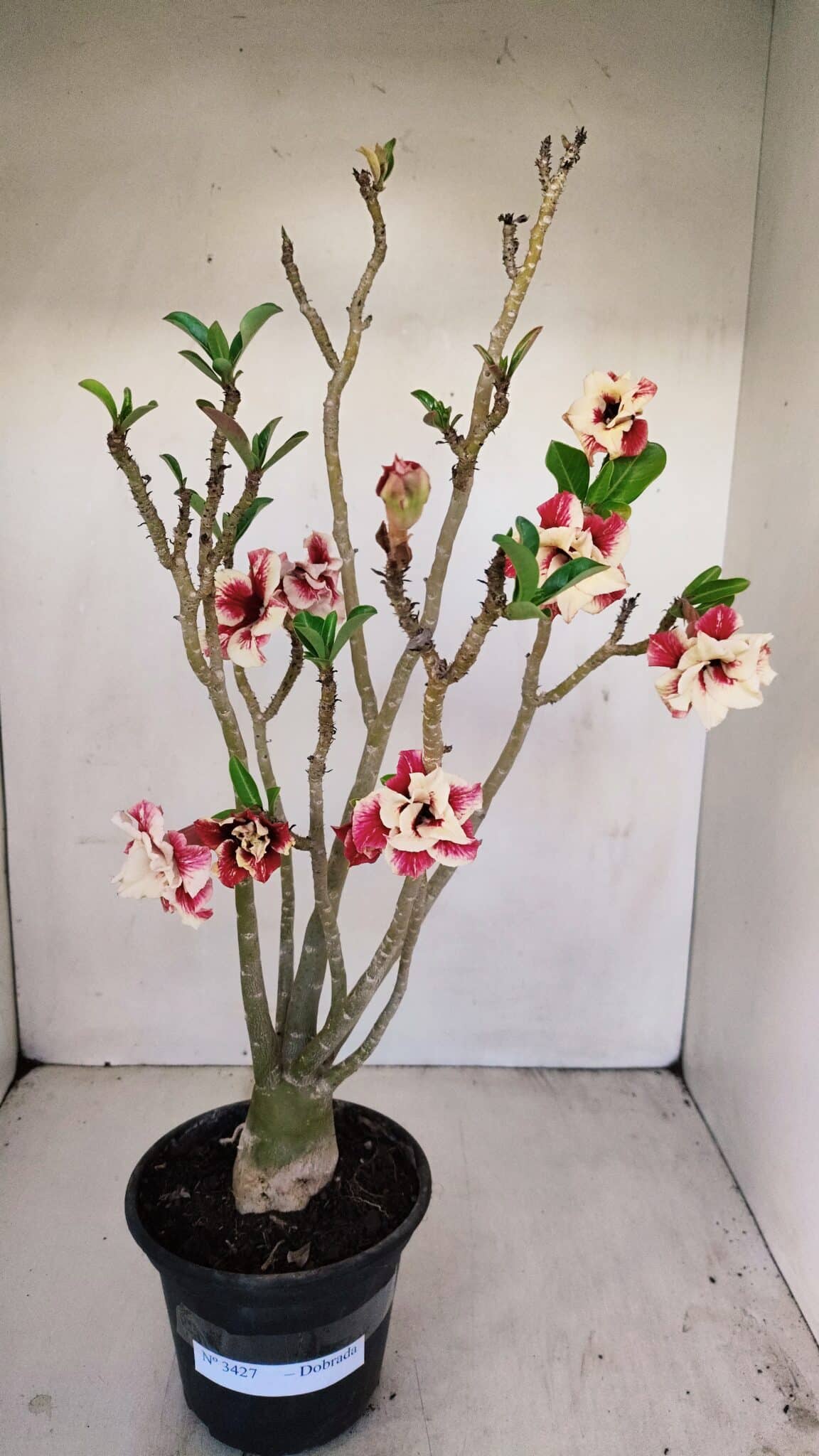 Planta Dobrada 3427 – 35cm – 03 anos - foto 2