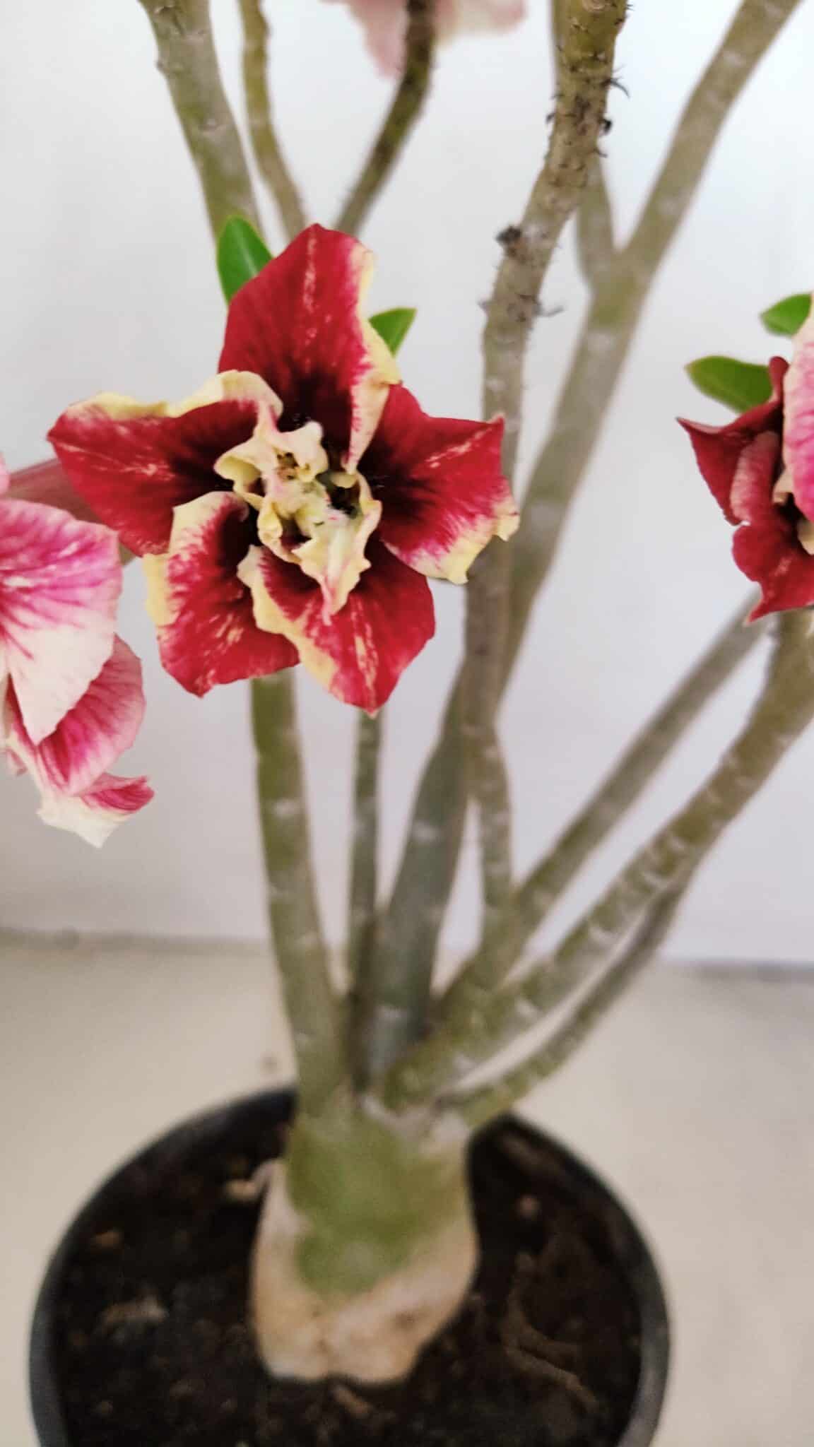 Planta Dobrada 3427 – 35cm – 03 anos - foto 3