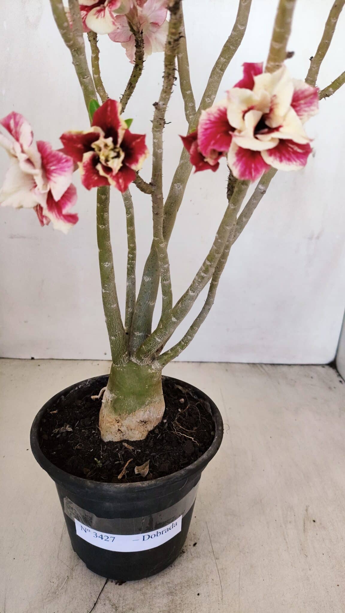 Planta Dobrada 3427 – 35cm – 03 anos - foto 7