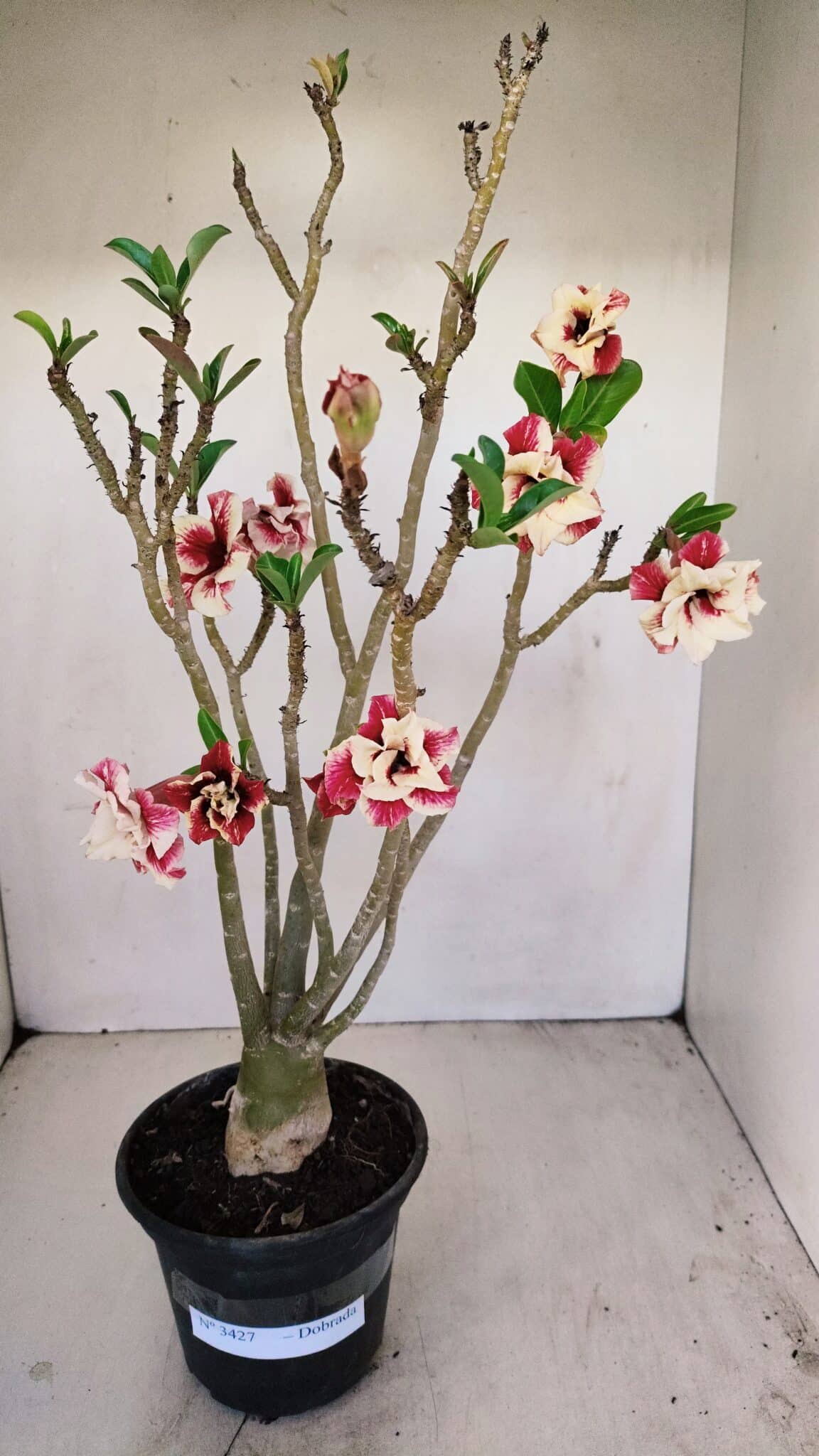 Planta Dobrada 3427 – 35cm – 03 anos - foto 6