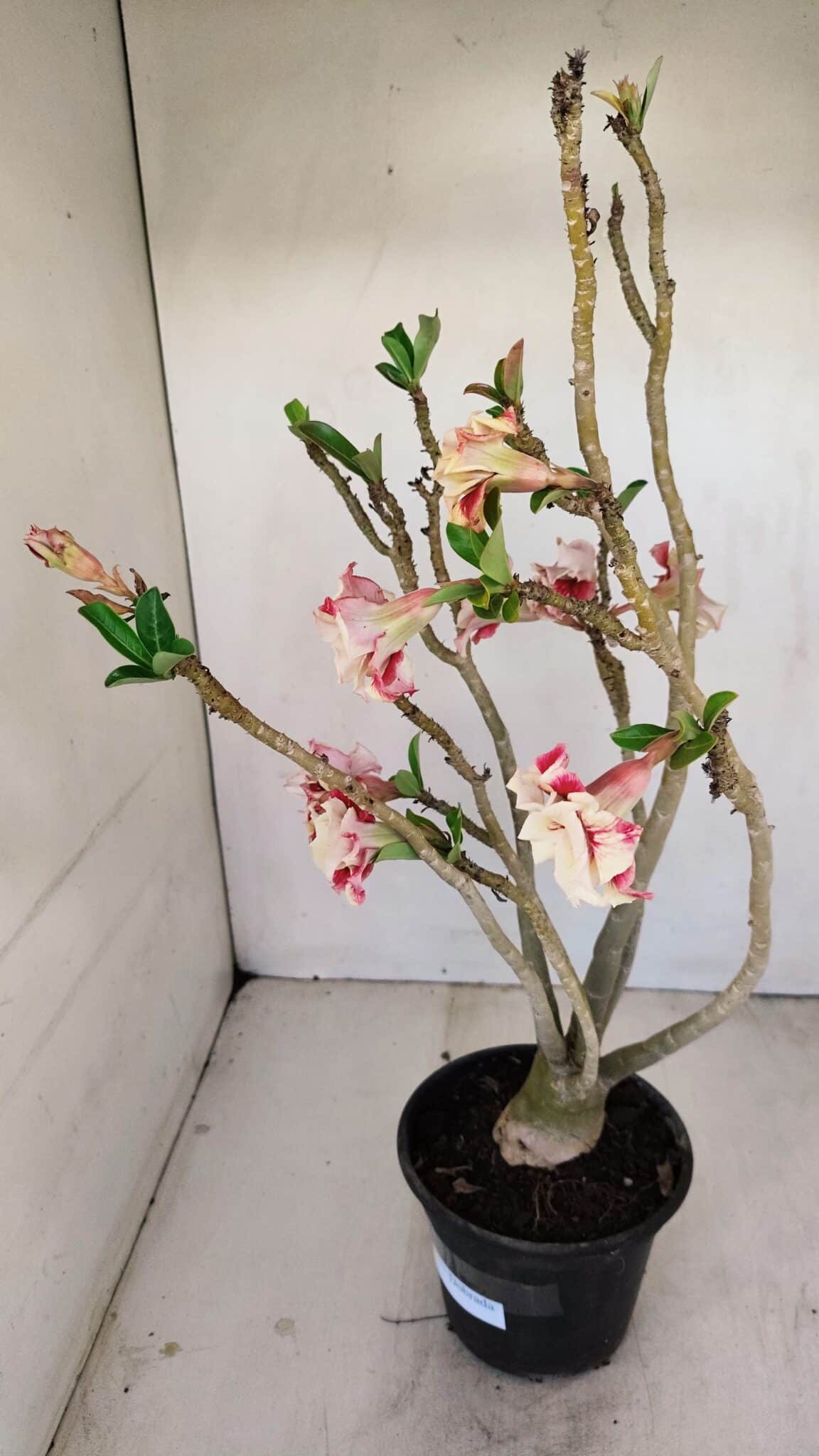 Planta Dobrada 3427 – 35cm – 03 anos - foto 5