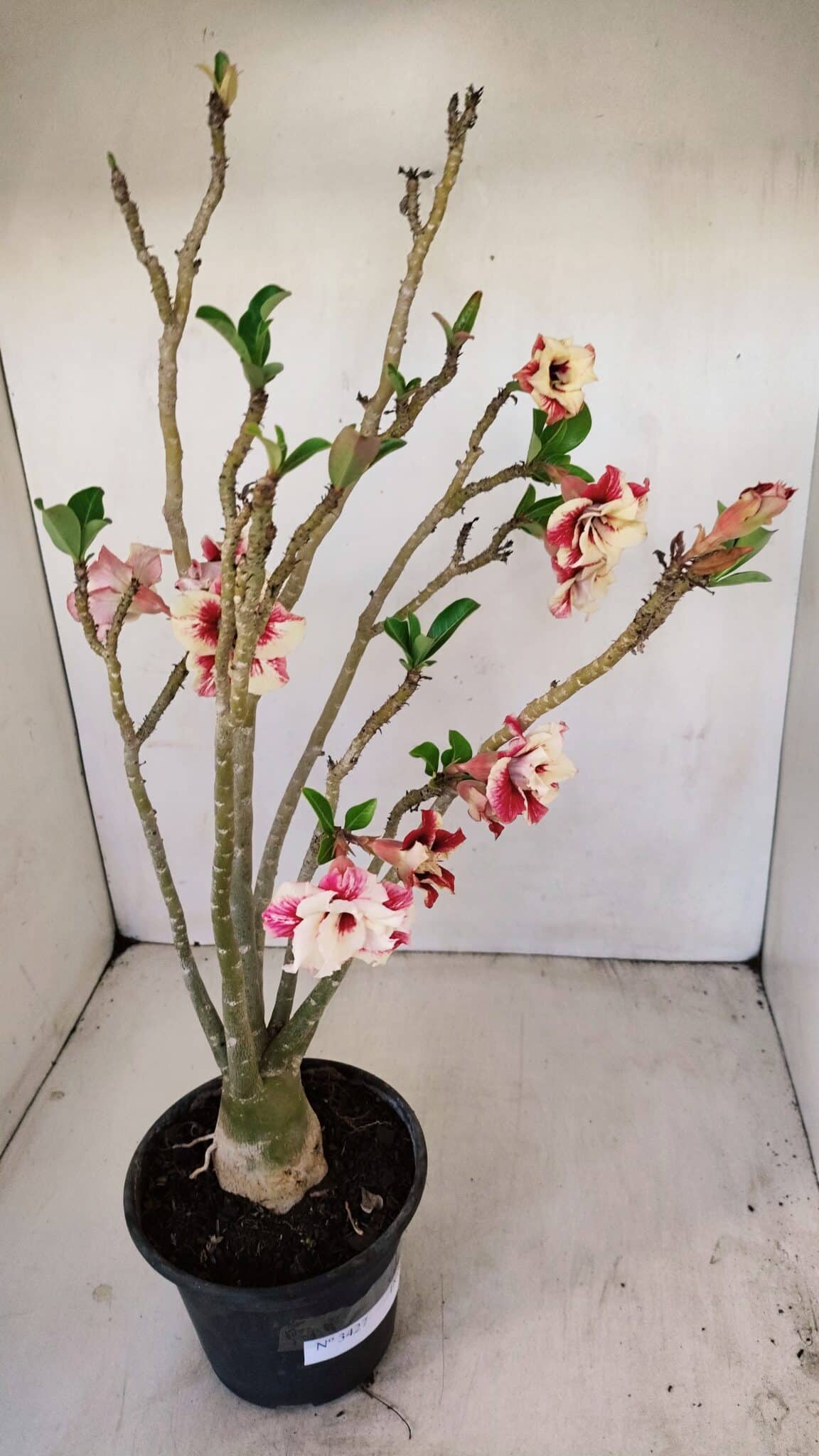 Planta Dobrada 3427 – 35cm – 03 anos - foto 4