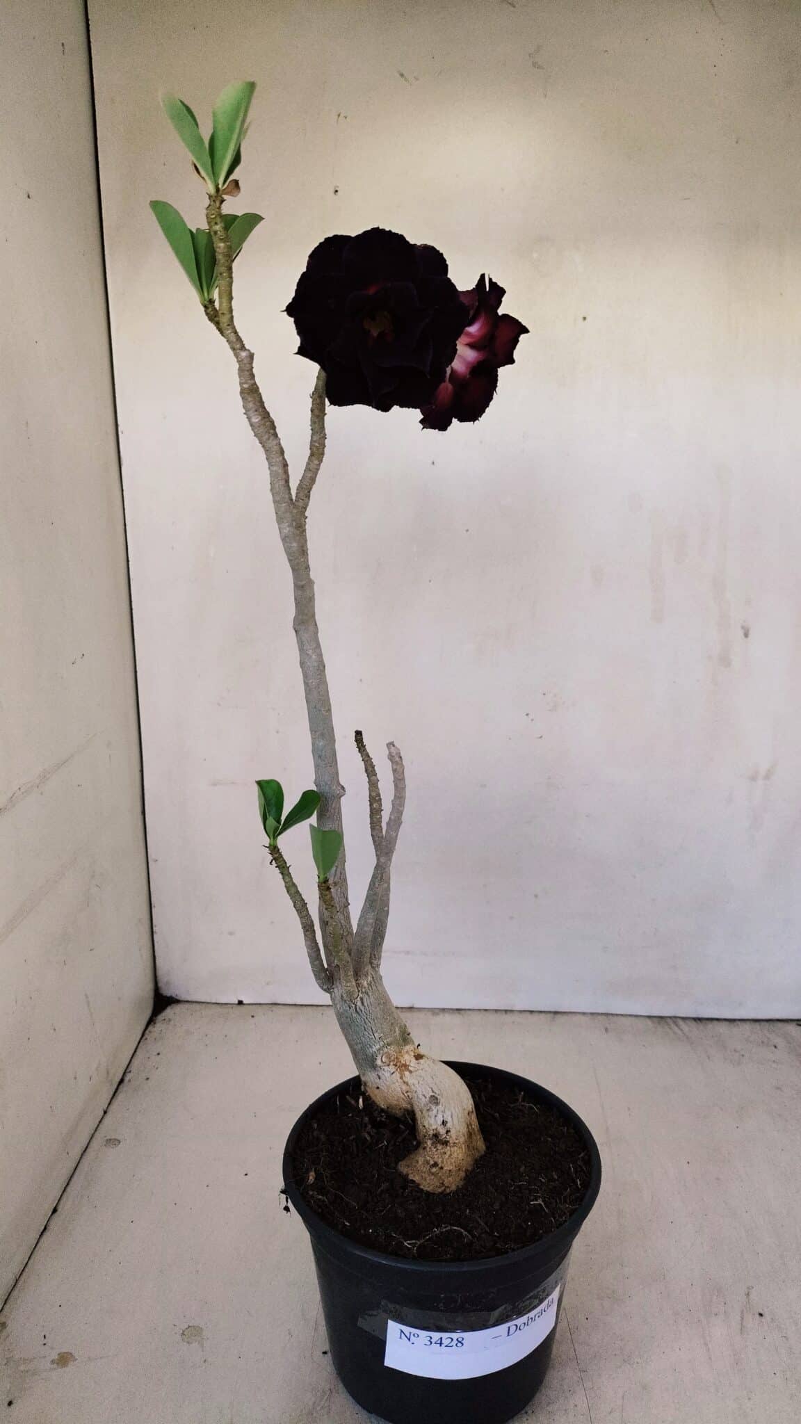 Planta Dobrada 3428 – 35cm – 03 anos - foto 2