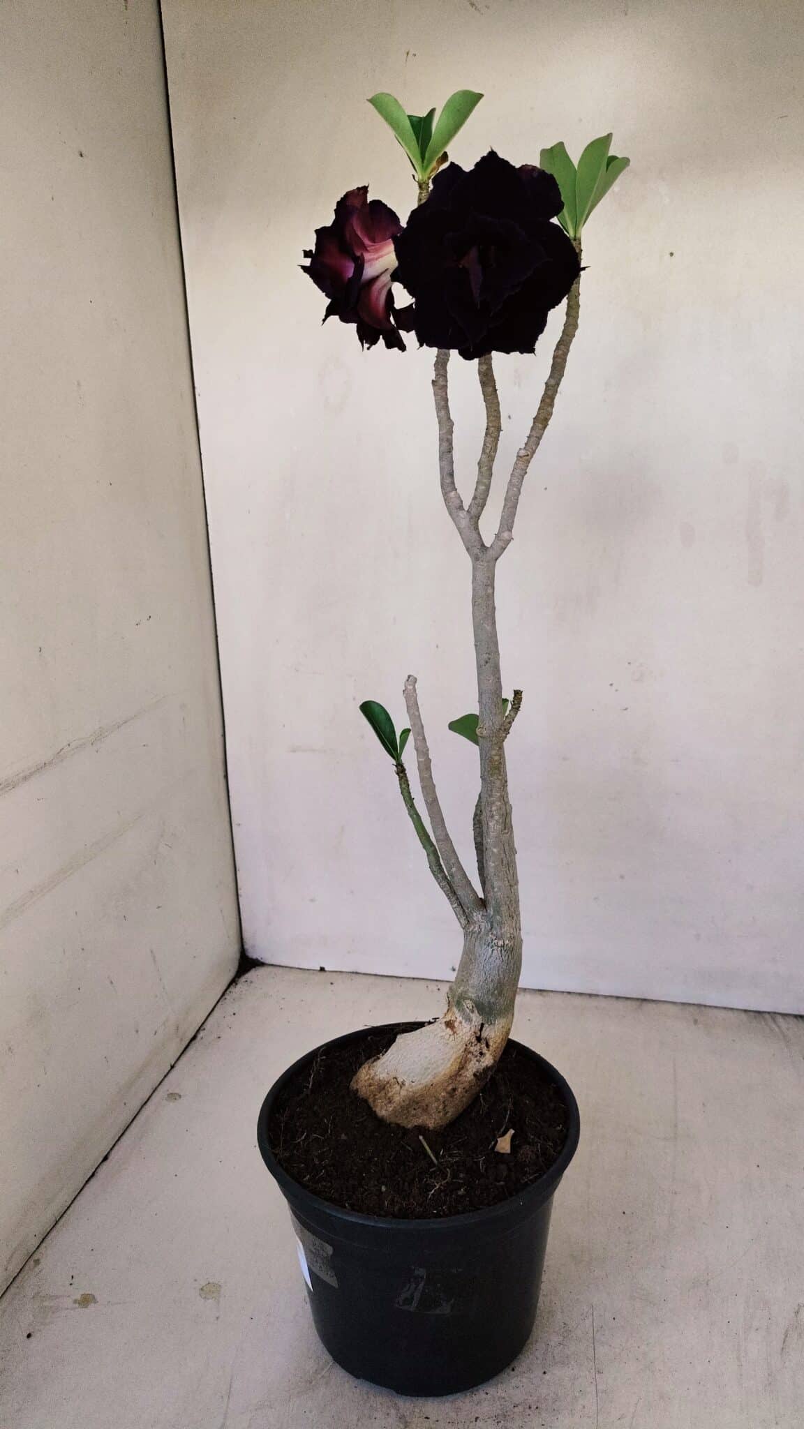 Planta Dobrada 3428 – 35cm – 03 anos - foto 6