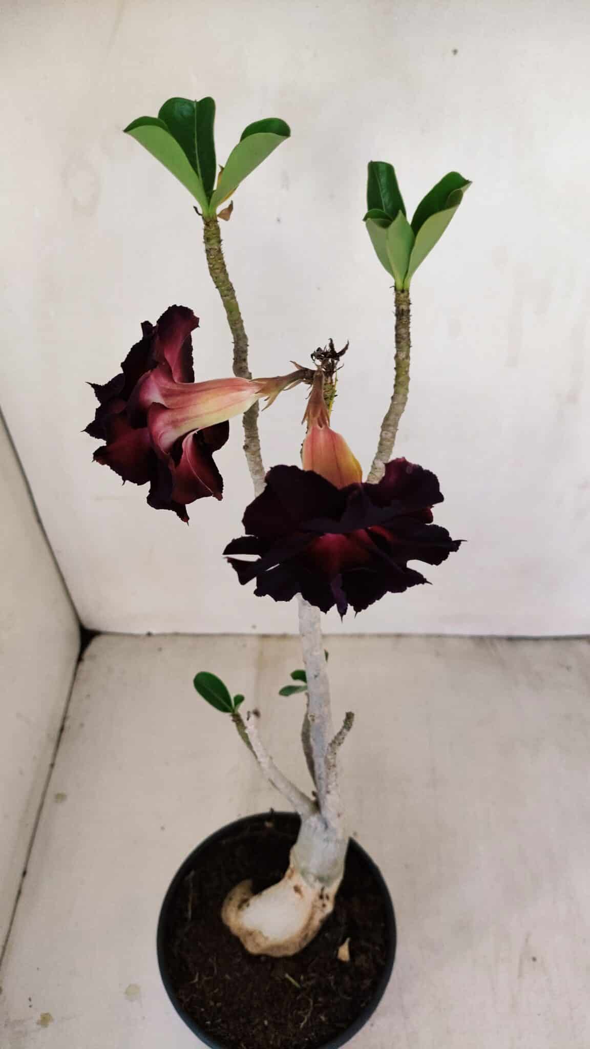 Planta Dobrada 3428 – 35cm – 03 anos - foto 5