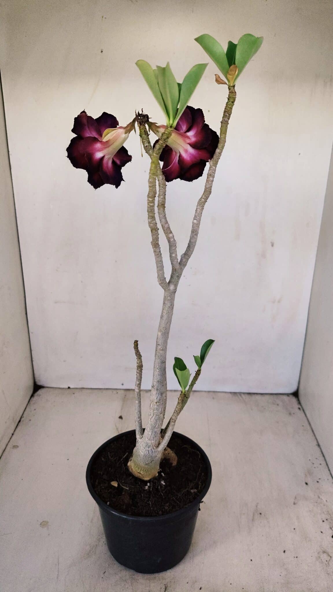 Planta Dobrada 3428 – 35cm – 03 anos - foto 4