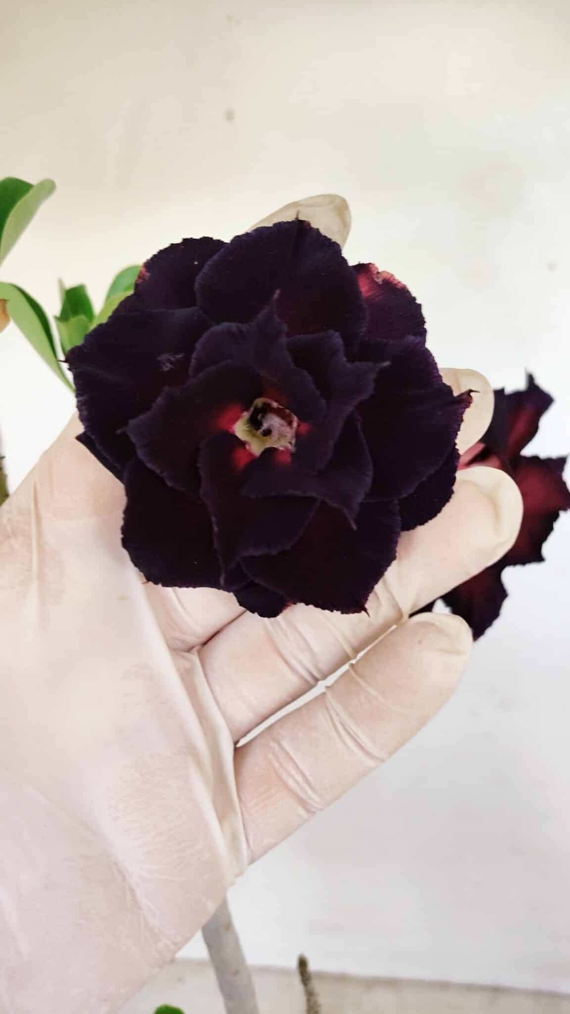 Planta Dobrada 3428 – 35cm – 03 anos - foto 3