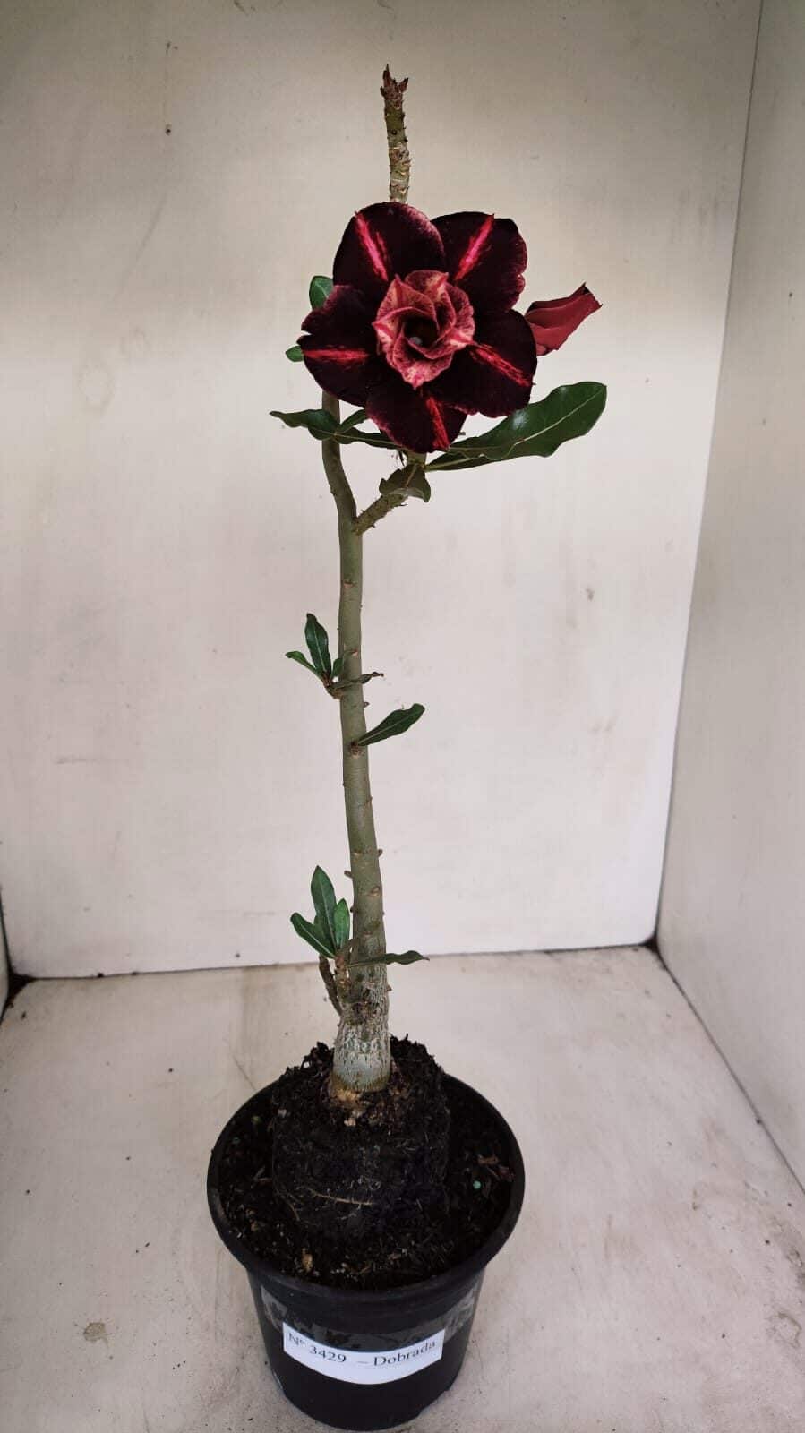 Planta Dobrada 3429 – 35cm – 03 anos - foto 2