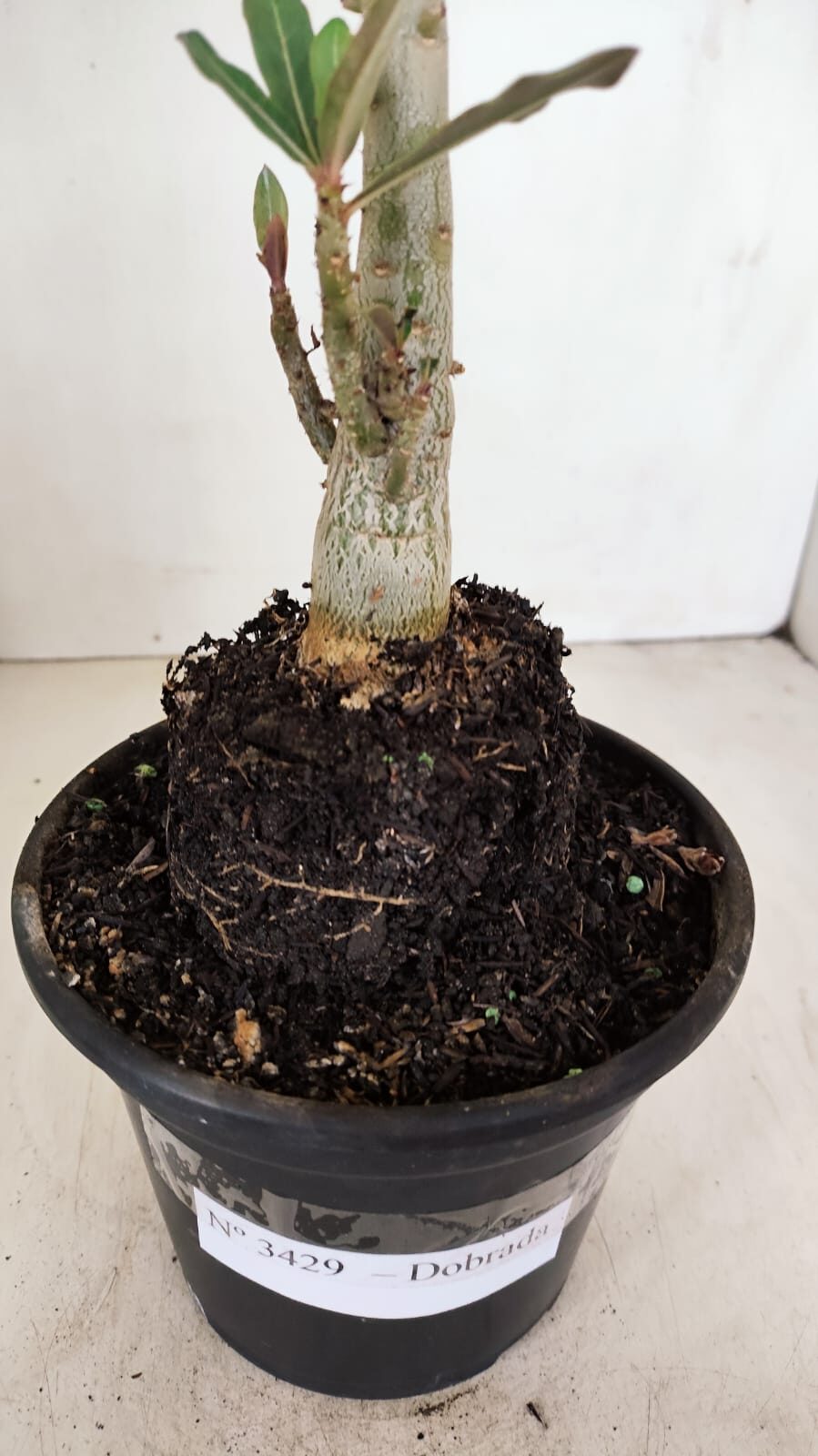Planta Dobrada 3429 – 35cm – 03 anos - foto 6