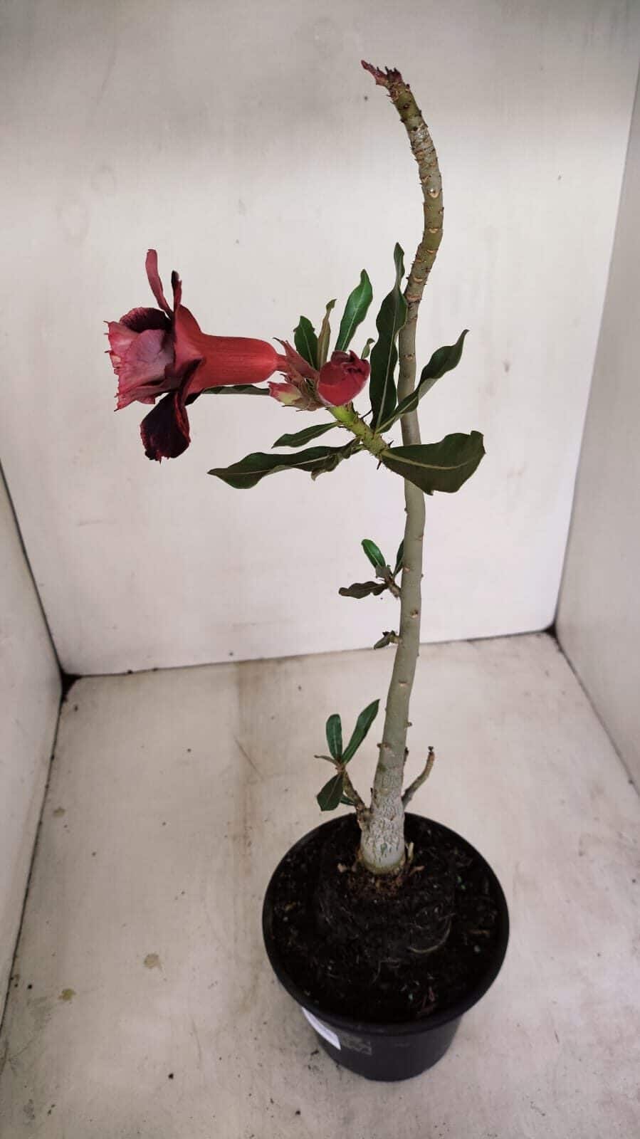 Planta Dobrada 3429 – 35cm – 03 anos - foto 5