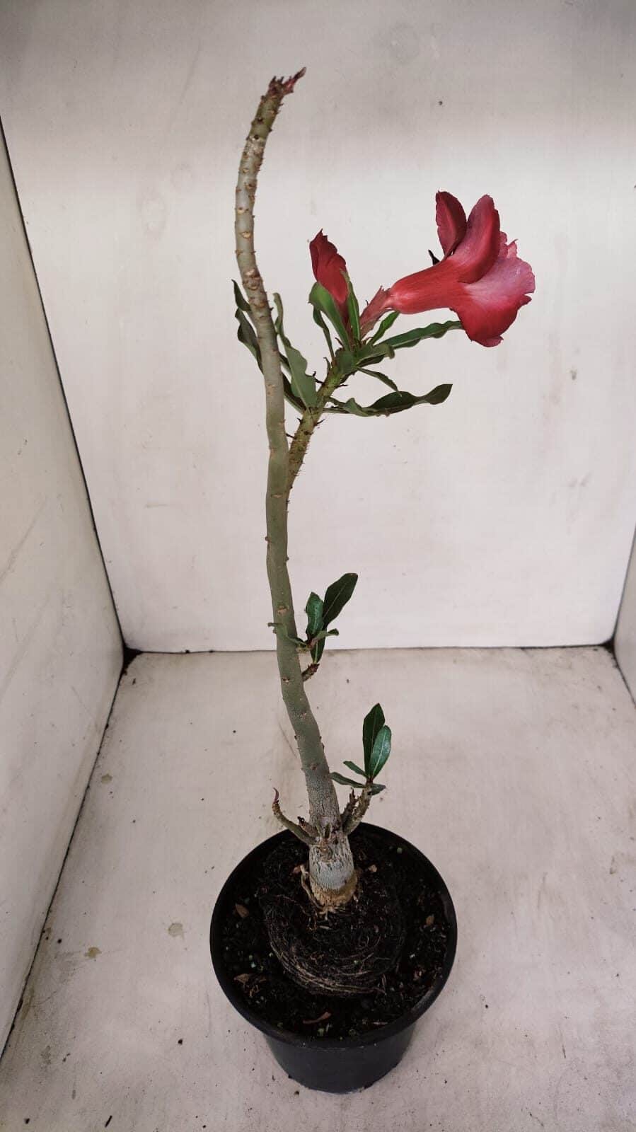 Planta Dobrada 3429 – 35cm – 03 anos - foto 4