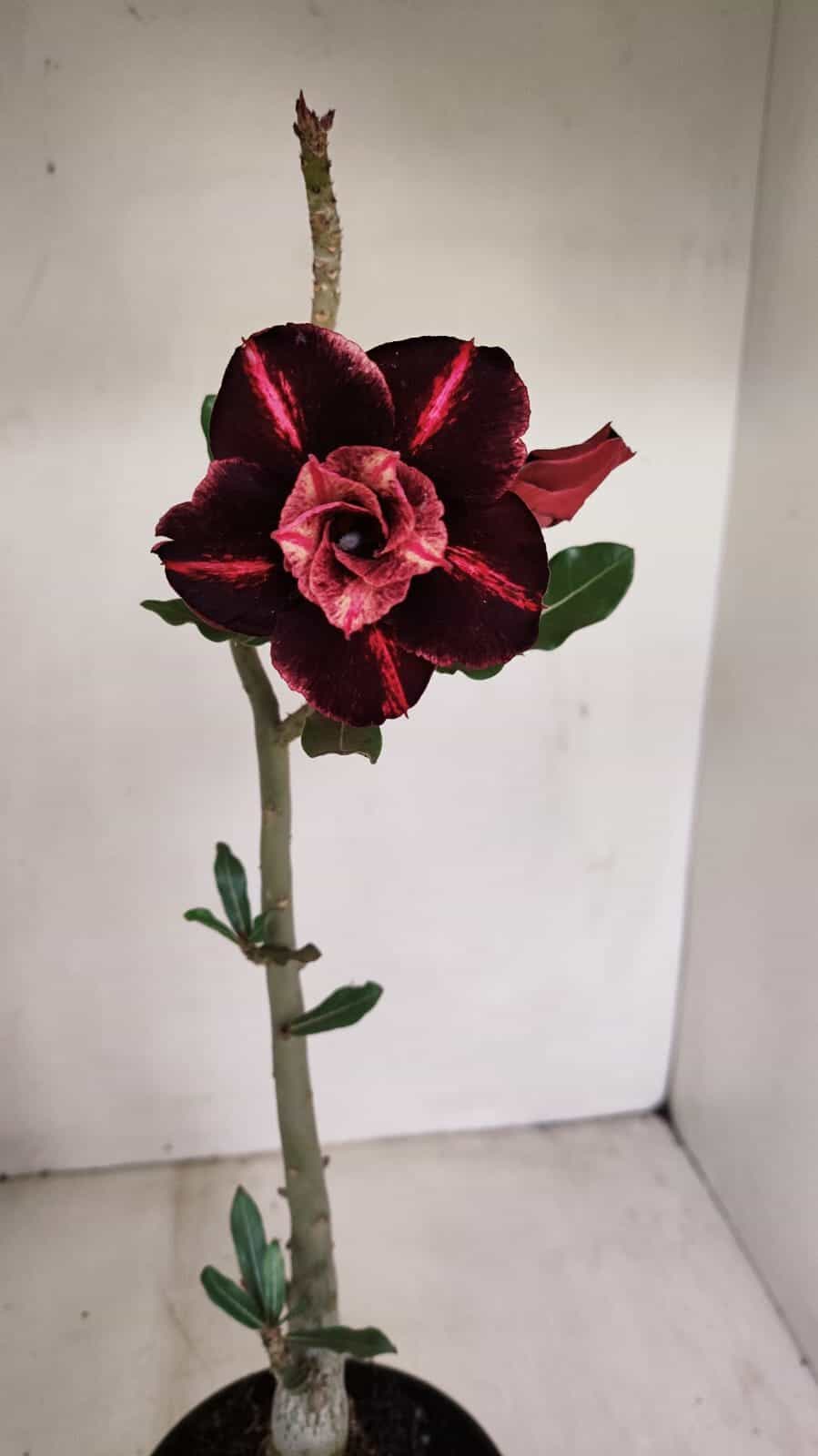 Planta Dobrada 3429 – 35cm – 03 anos - foto 3