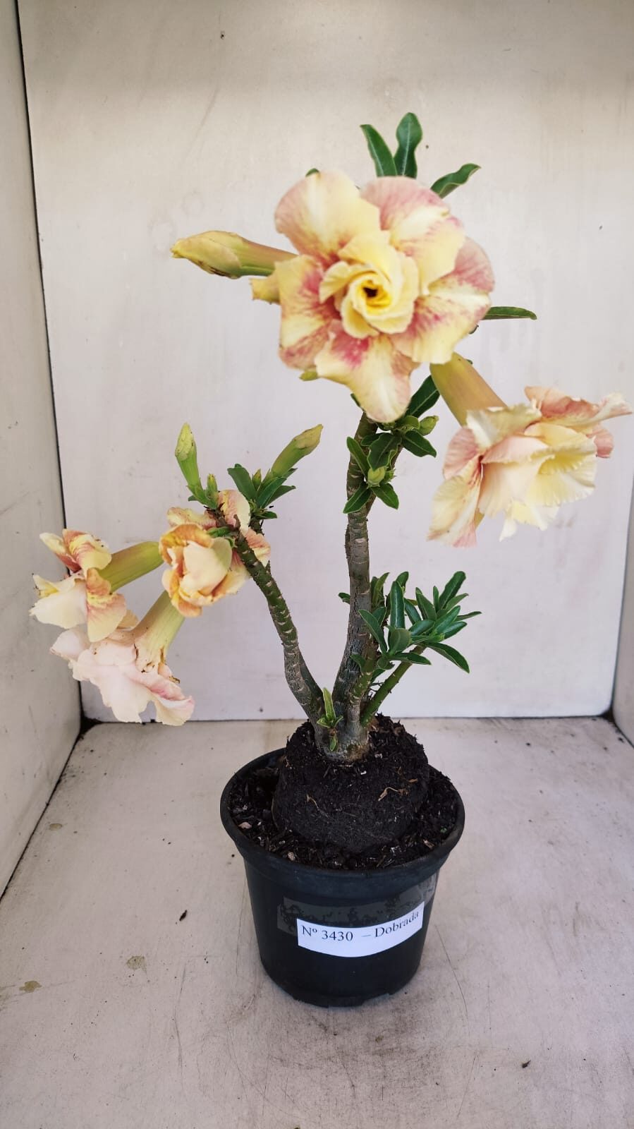 Planta Dobrada 3430 – 35cm – 03 anos - foto 2