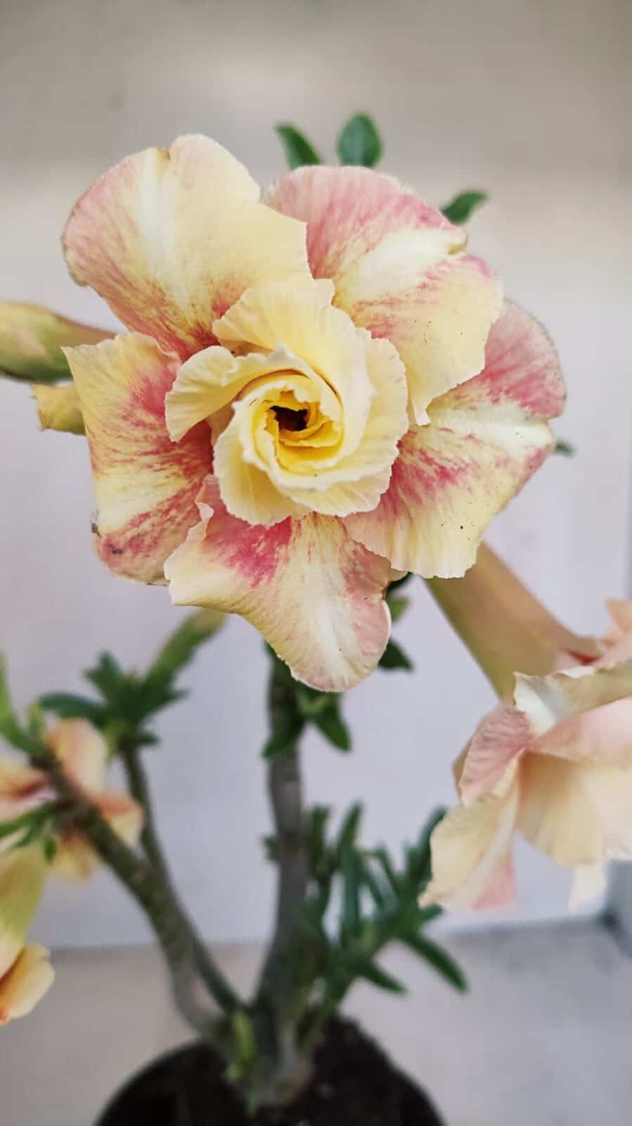 Planta Dobrada 3430 – 35cm – 03 anos - foto 4