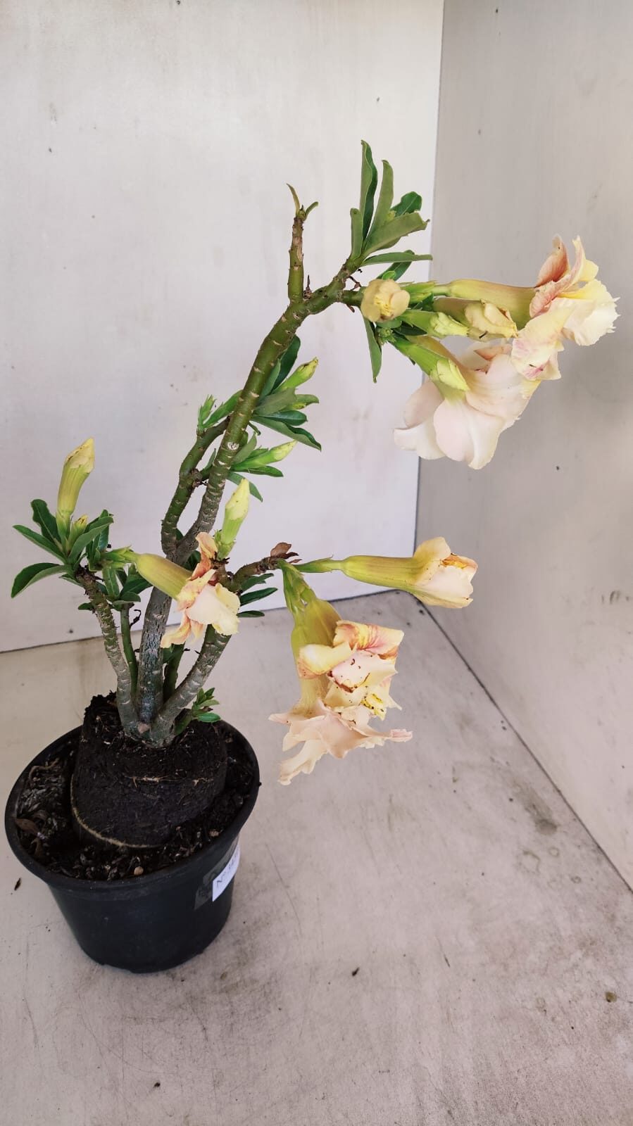 Planta Dobrada 3430 – 35cm – 03 anos - foto 10