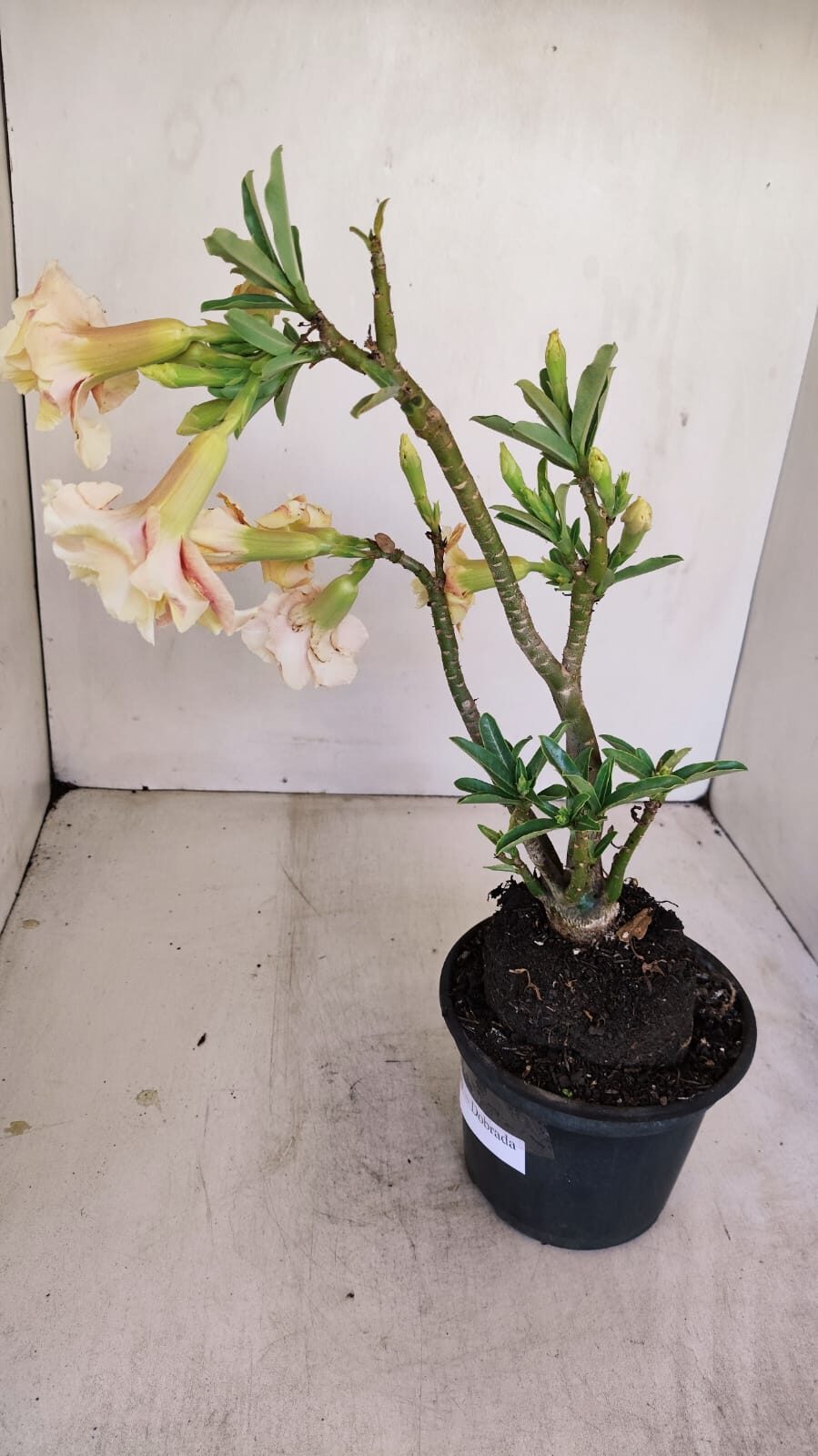 Planta Dobrada 3430 – 35cm – 03 anos - foto 9