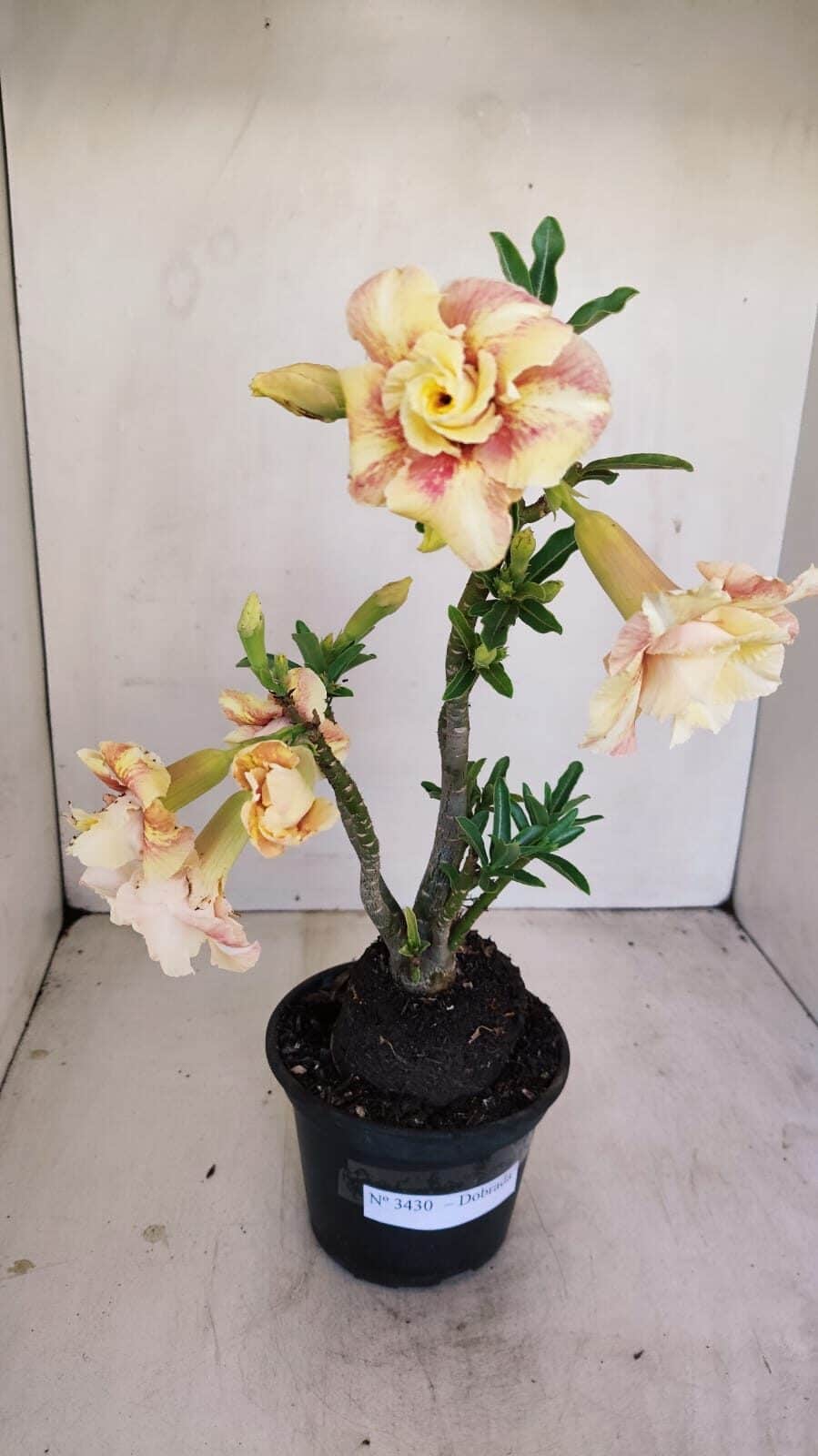 Planta Dobrada 3430 – 35cm – 03 anos - foto 8