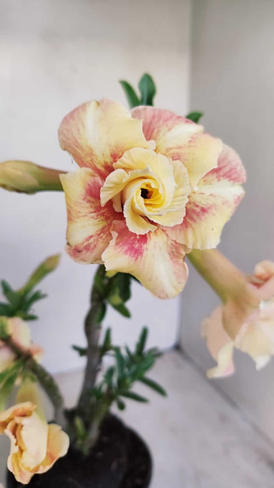 Planta Dobrada 3430 – 35cm – 03 anos - foto 3